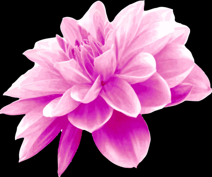 Dahlia 桌布 壁紙 — 一朵充滿活力的粉紅色大麗花，花瓣層層疊疊，在純黑色背景下盛開。