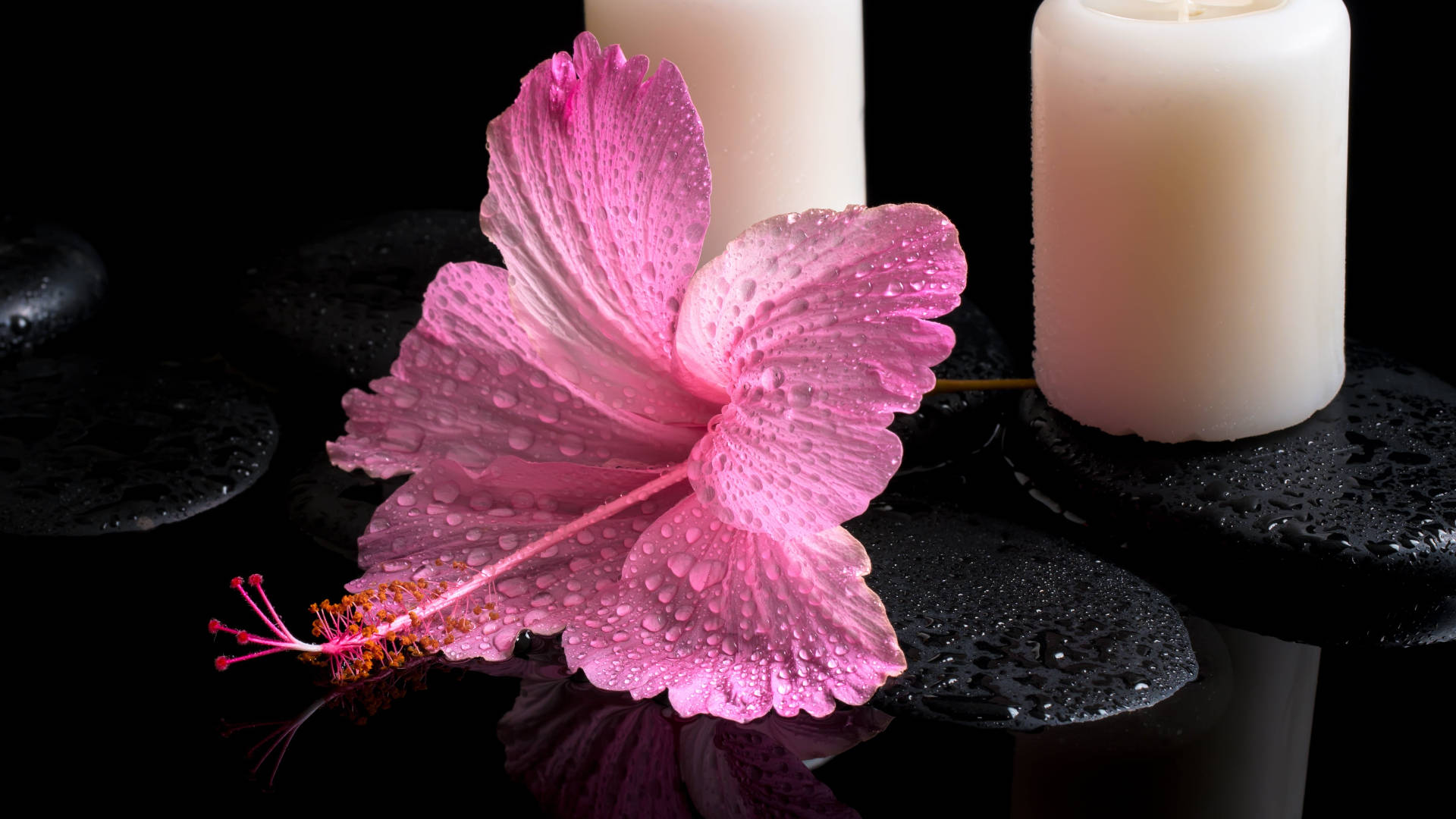 Hibiscus 桌布 壁紙 — 一朵充滿活力的粉紅色木芙蓉帶有露珠，放在濕潤的黑色石頭上，旁邊有白色蠟燭，背景為深色。