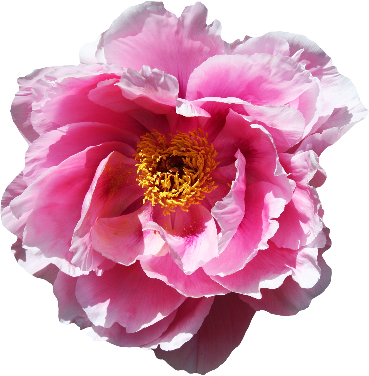 Peony 桌布 壁紙 — 一朵充滿活力的粉紅色牡丹，層層花瓣和金色雄蕊，在純黑色背景下盛開。