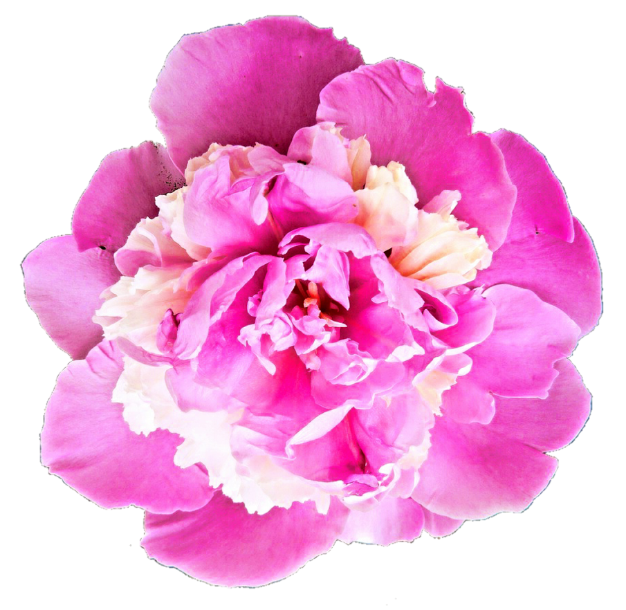 Peony 桌布 壁紙 — 一朵充滿活力的粉紅色牡丹，帶有奶油白色花心，在純黑色背景下盛開。