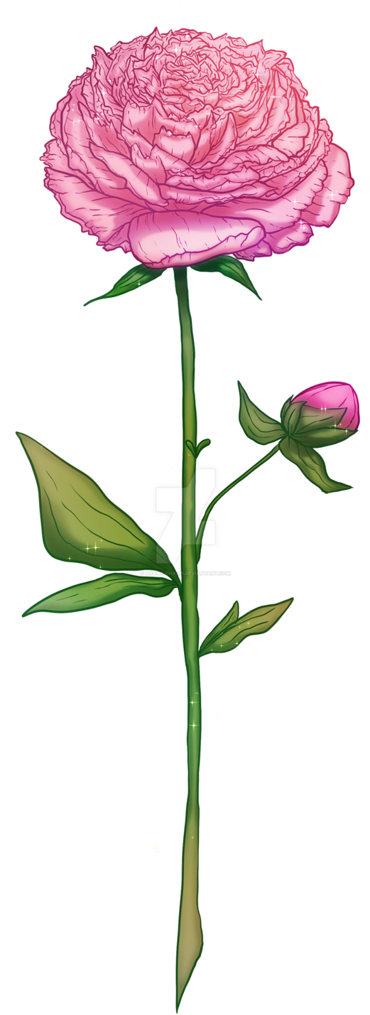 Peony 桌布 壁紙 — 一朵充滿活力的粉紅色牡丹花，下方有一朵含苞待放的玫瑰，兩者均以閃爍星星點綴，襯托在純黑背景上。