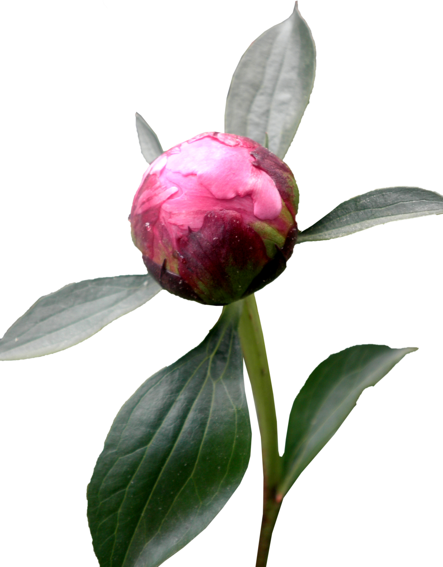 Peony 桌布 壁紙 — 一朵充滿活力的粉紅色牡丹花蕾，帶有露珠，準備在純黑色背景下綻放。