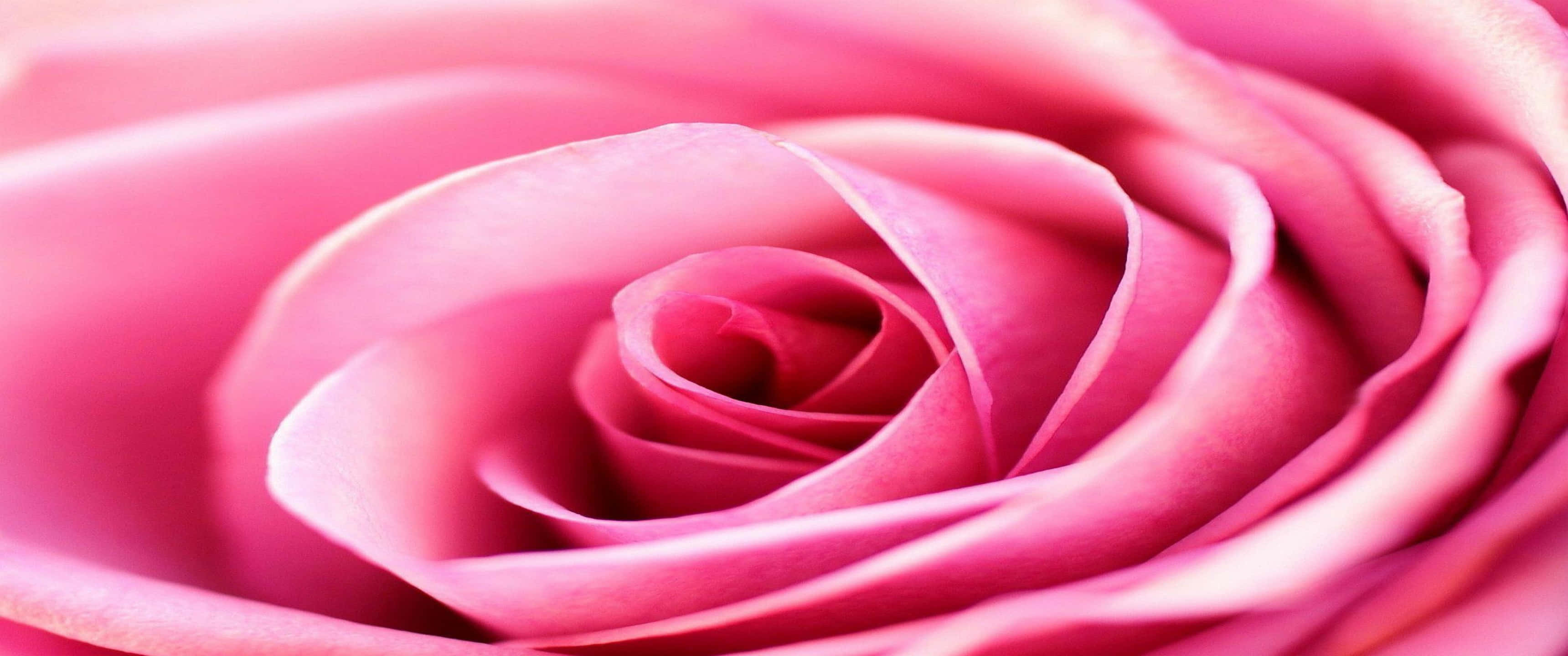3440x1440p Roses 桌布 壁紙 — 一朵充滿活力的粉紅色玫瑰的特寫，細膩的花瓣在柔焦中向內盤旋。