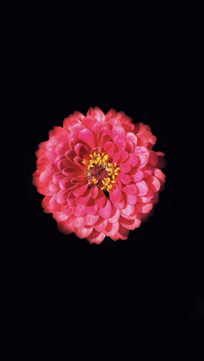 紅黑動圖 桌布 壁紙 — 一朵充滿活力的粉紅色百日菊，帶有黃色中心，在純黑色背景上盛開。