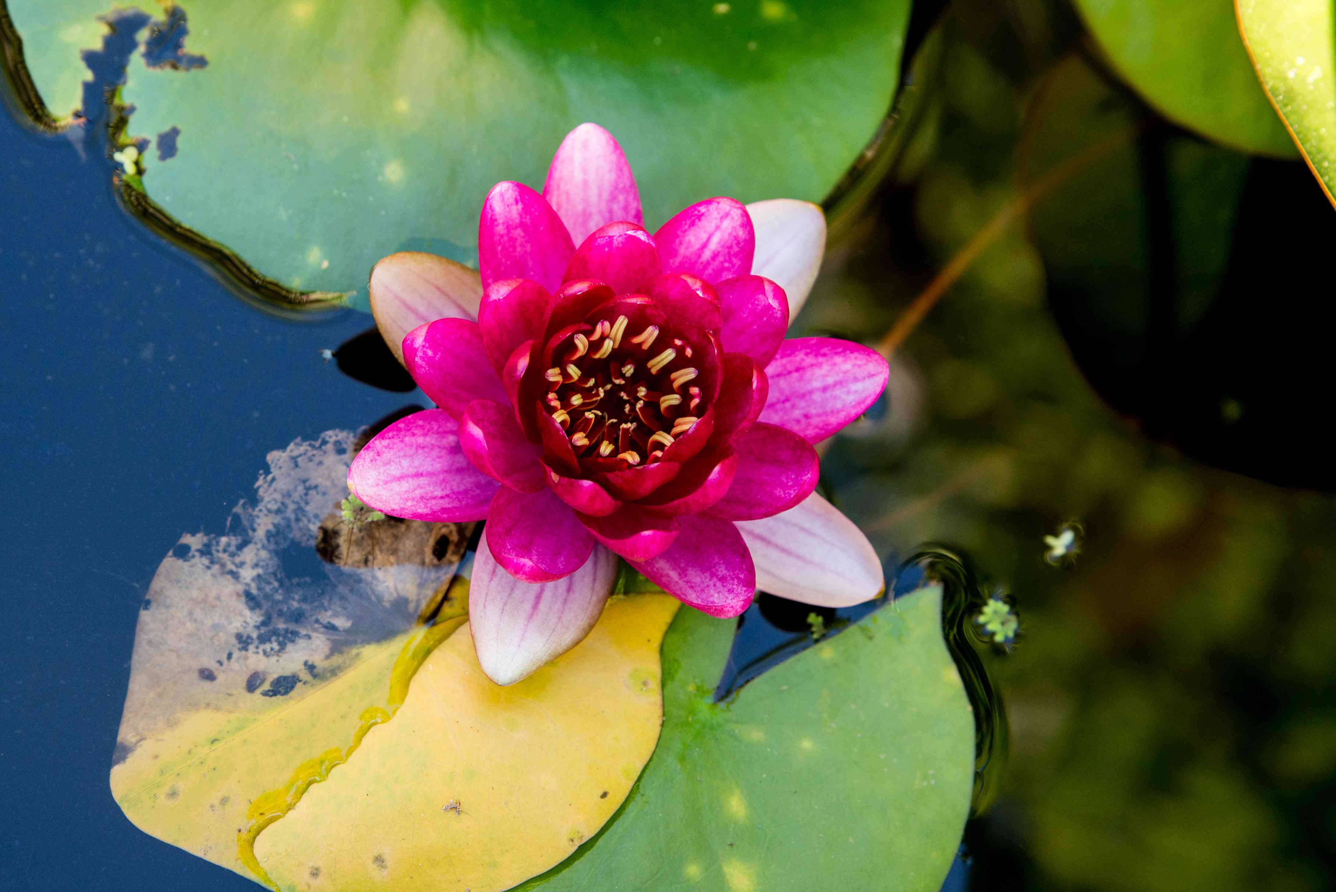 Water Lily 桌布 壁紙 — 一朵充滿活力的粉紅色睡蓮在池塘上盛開，池塘上有綠色和黃色的睡蓮葉和深藍色的水。