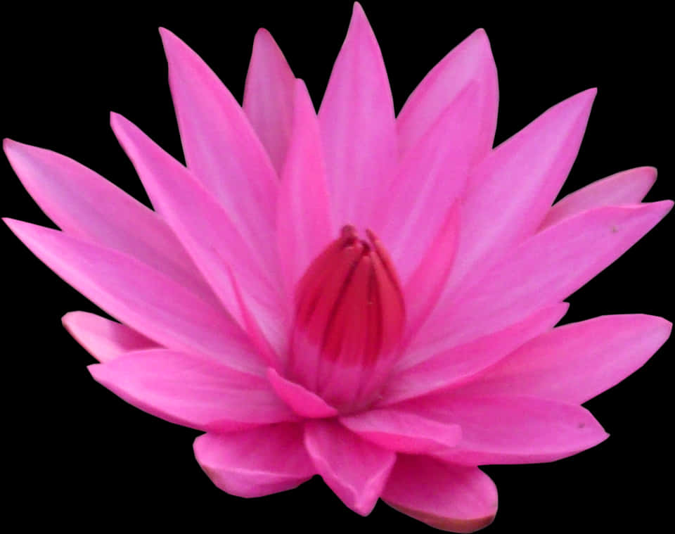 lotus 桌布 壁紙 — 一朵充滿活力的粉紅色睡蓮在純黑色背景下完全盛開，展現出精緻的花瓣和深紅色的花心。