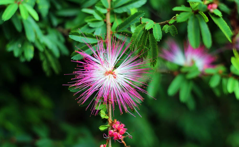 mimosa 桌布 壁紙 — 一朵充滿活力的粉紅色粉撲花在柔和自然光下，帶著細緻的花絲，在茂密的綠葉中盛開。