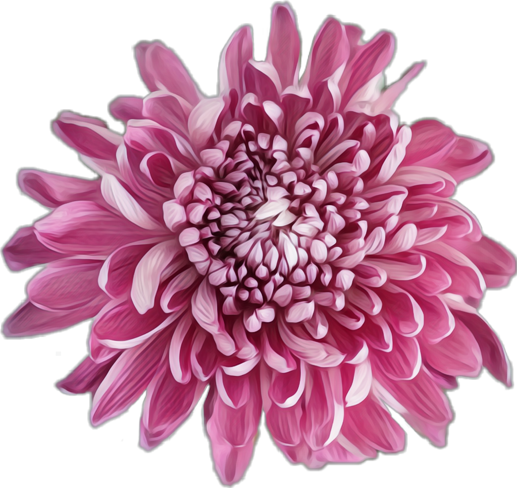 菊花 桌布 壁紙 — 一朵充滿活力的粉紅色菊花，層層疊疊的花瓣在純黑色背景下綻放光芒。