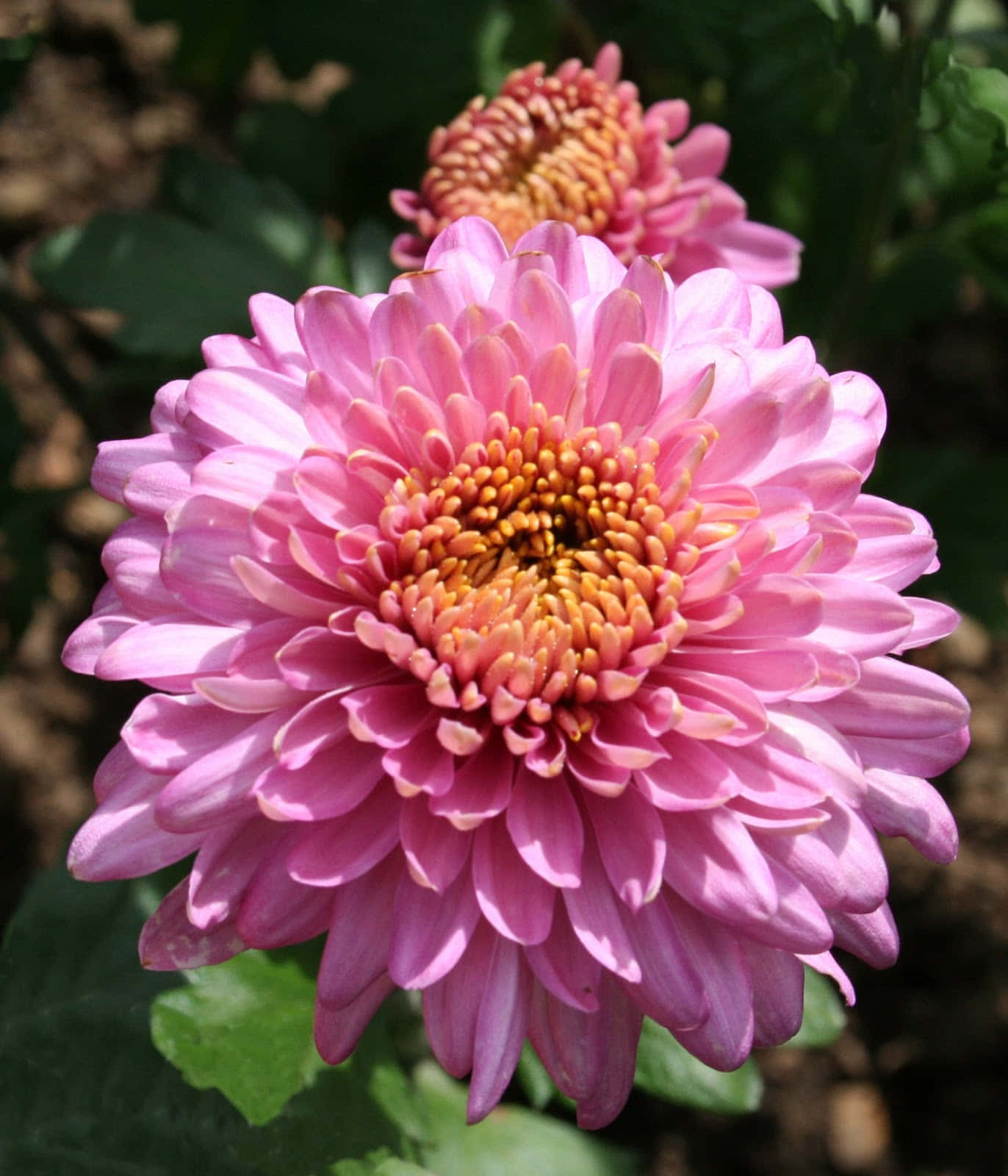 Chrysanthemum 桌布 壁紙 — 一朵充滿活力的粉紅色菊花，花瓣層層疊疊，中心呈橙黃色，在茂密的綠葉中綻放。