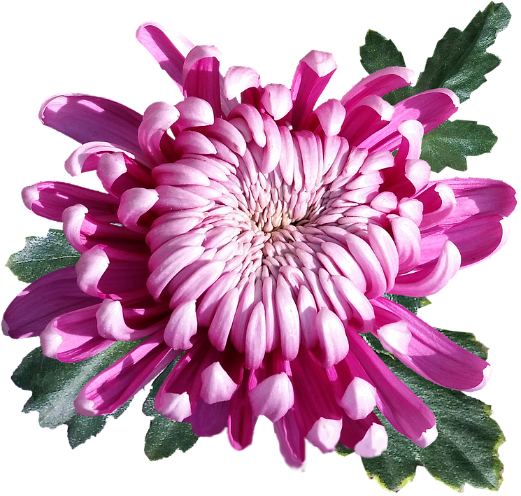 Flower 桌布 壁紙 — 一朵充滿活力的粉紅色菊花，花瓣層層疊疊，綠葉襯托，在純黑背景下格外突出。