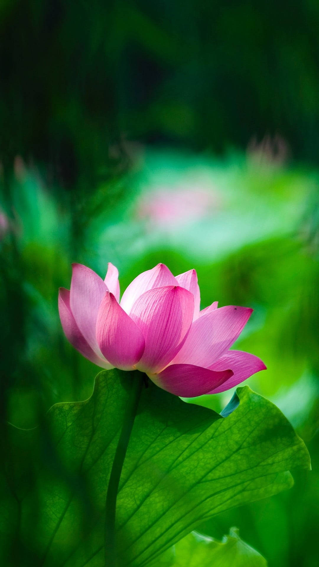 蓮花 桌布 壁紙 — 一朵充滿活力的粉紅色蓮花優雅地綻放在一片大綠葉上，背景是柔和的散景樹葉。