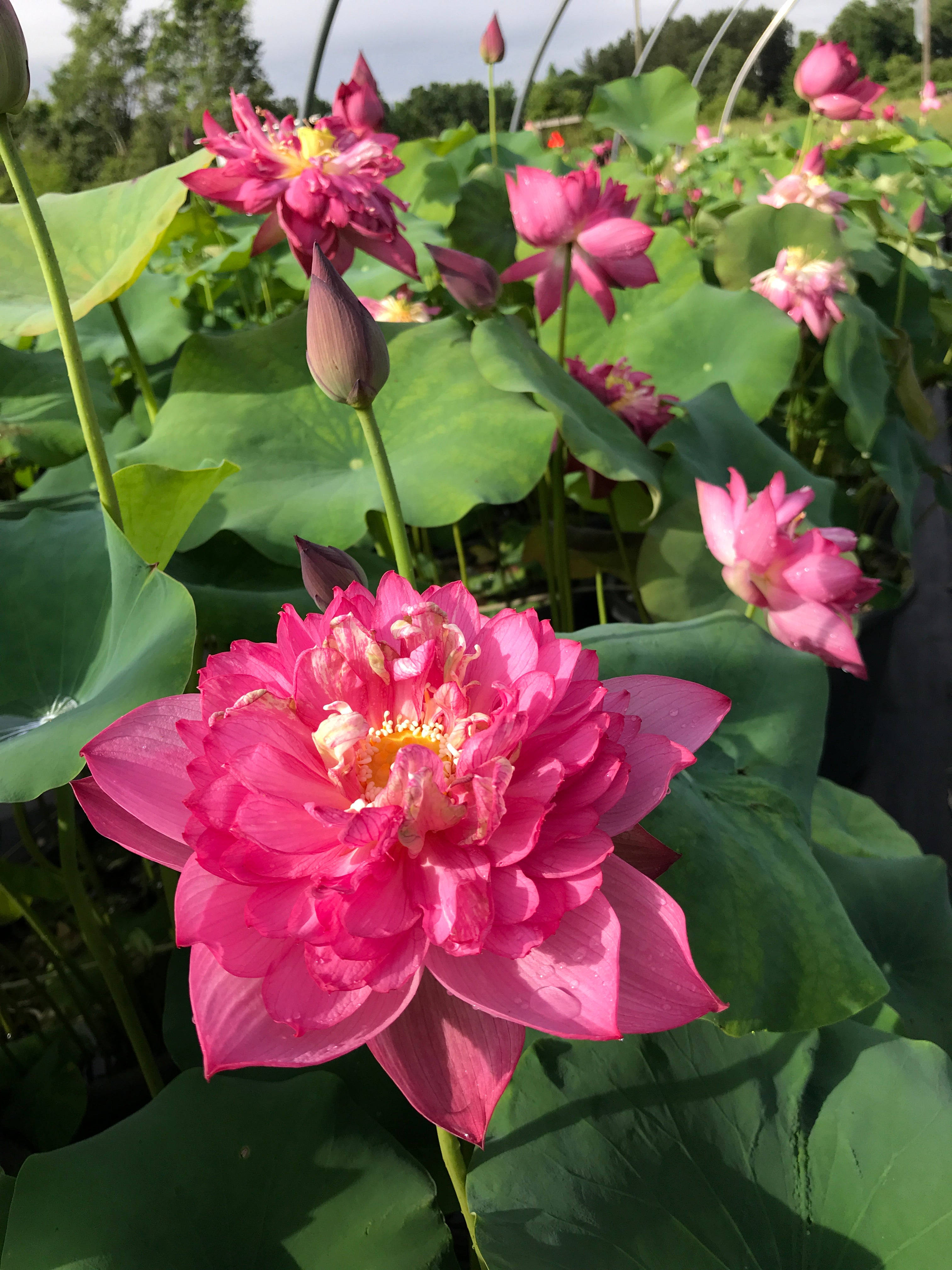 lotus 桌布 壁紙 — 一朵充滿活力的粉紅色蓮花在明亮的日光下盛開，周圍環繞著茂密的綠葉。