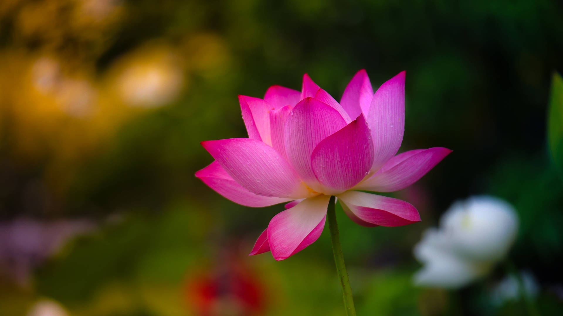 蓮花 桌布 壁紙 — 一朵充滿活力的粉紅色蓮花在柔和模糊的綠色和金色背景下優雅地綻放。