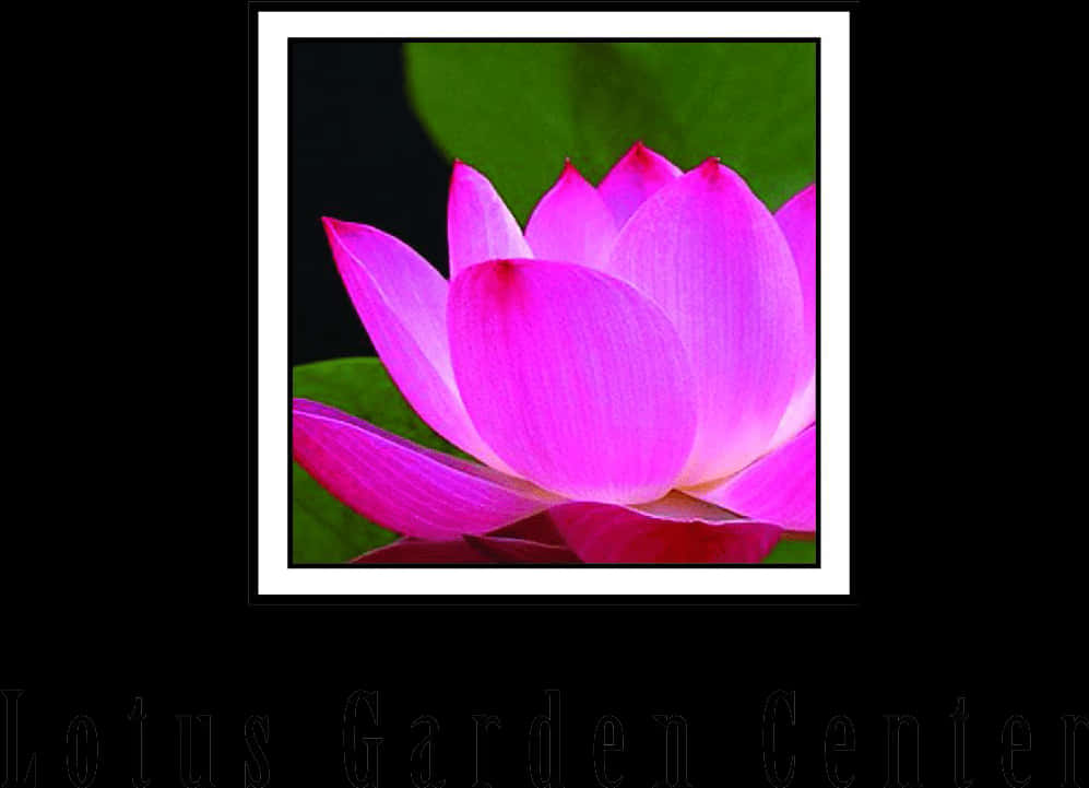 lotus 桌布 壁紙 — 一朵充滿活力的粉紅色蓮花在深色背景下盛開，周圍有茂盛的綠葉。