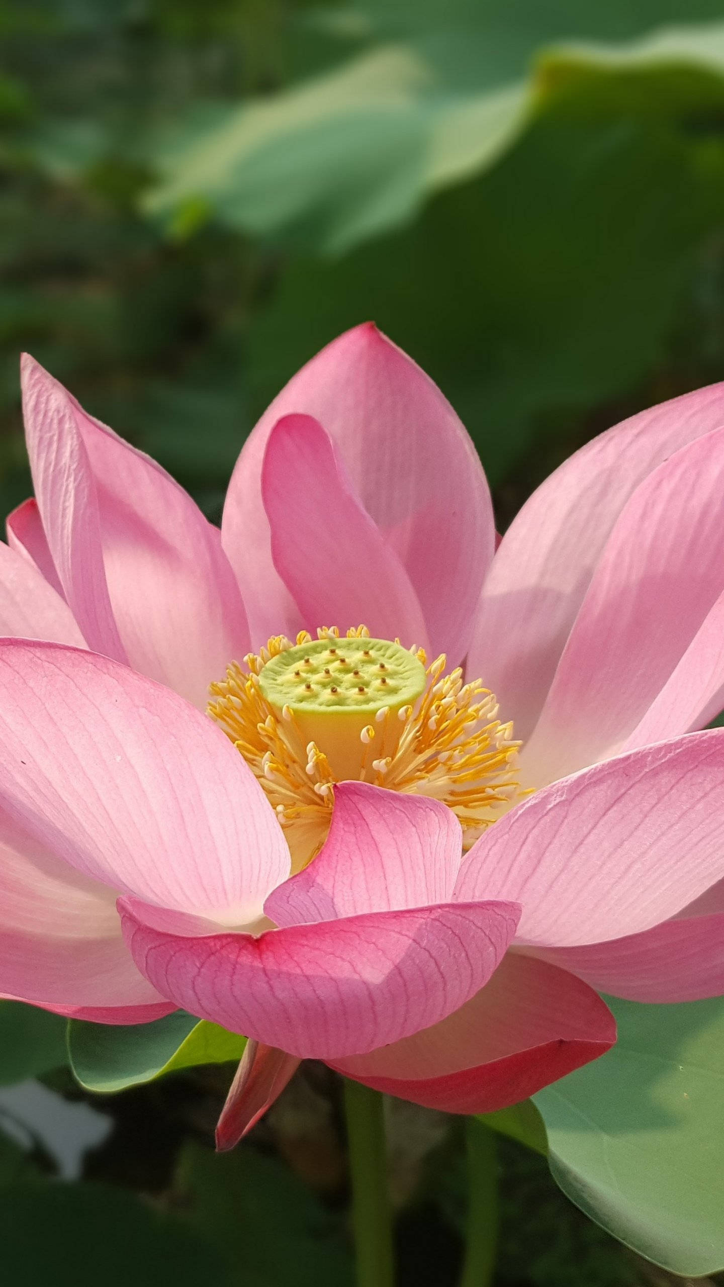 蓮花 桌布 壁紙 — 一朵充滿活力的粉紅色蓮花盛開，花瓣細膩，花心黃色，襯托著茂盛的綠葉。