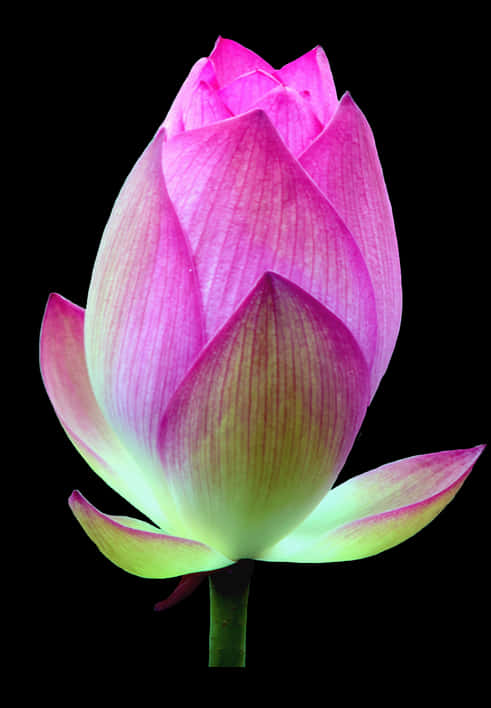 lotus 桌布 壁紙 — 一朵充滿活力的粉紅色蓮花蕾，在純黑色背景下散發著綠色底調的光芒。