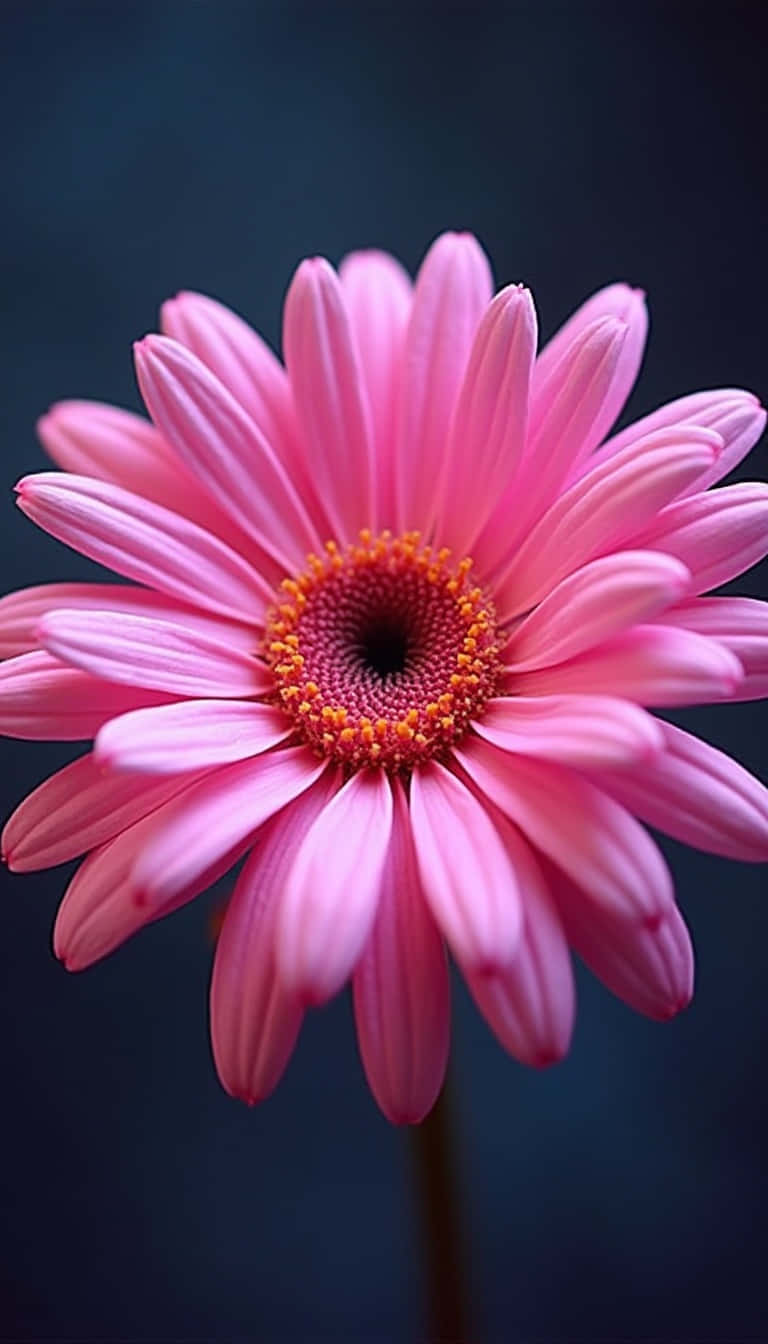 Flower 壁紙 — 一朵充滿活力的粉紅色雛菊，帶有精緻的花瓣和紋理的橙色中心，在深藍色背景上綻放。