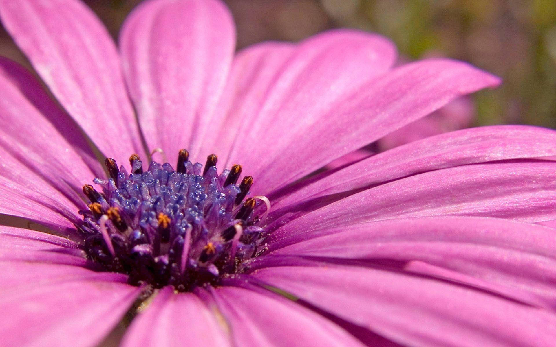 Pink Flower 桌布 壁紙 — 一朵充滿活力的粉紅色雛菊，帶有精緻的花瓣和深紫色花心，在柔和自然光中綻放。