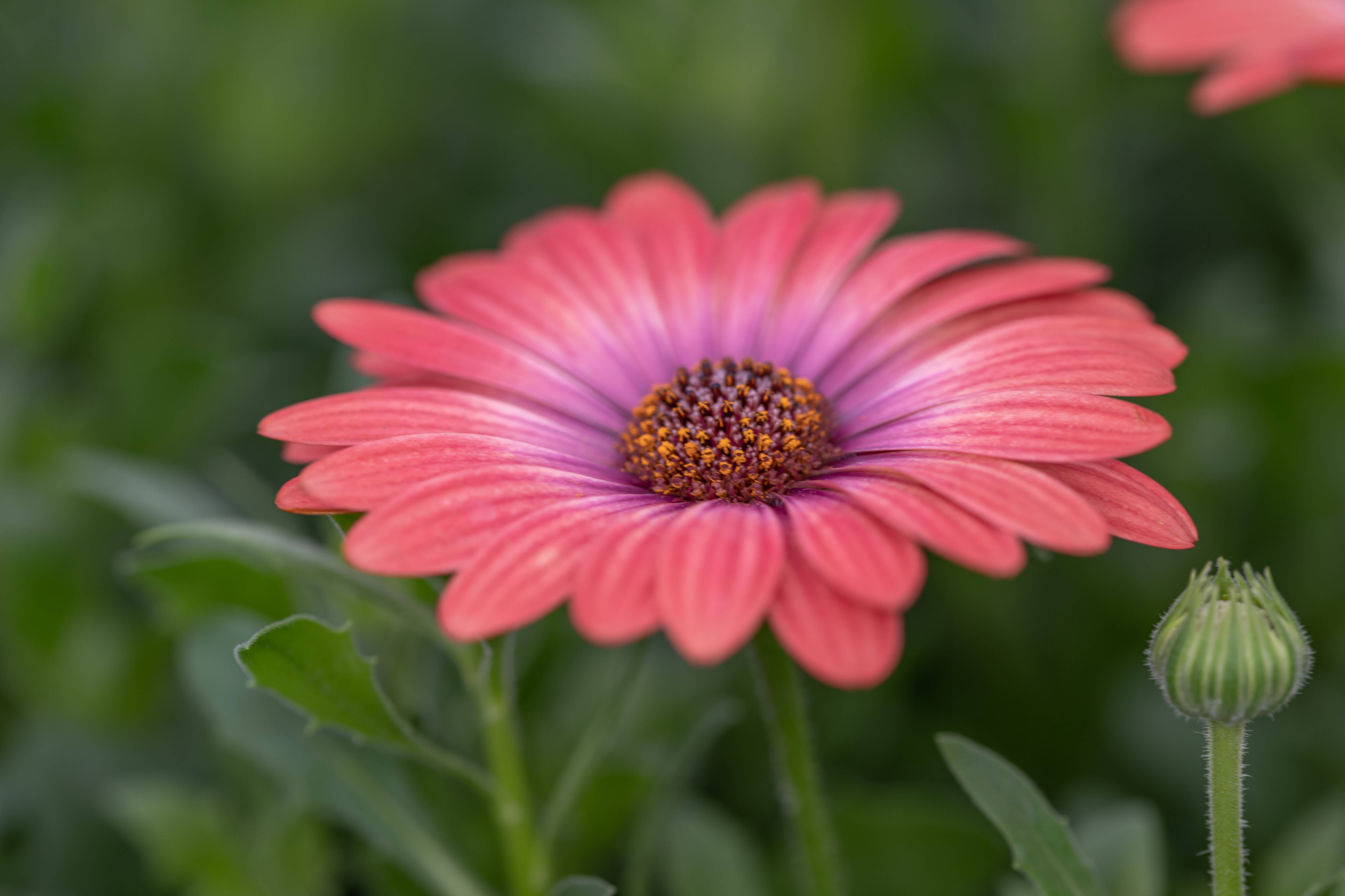 Daisy 桌布 壁紙 — 一朵充滿活力的粉紅色雛菊，帶有紋理的橙色中心，在柔和的綠色模糊背景下盛開。