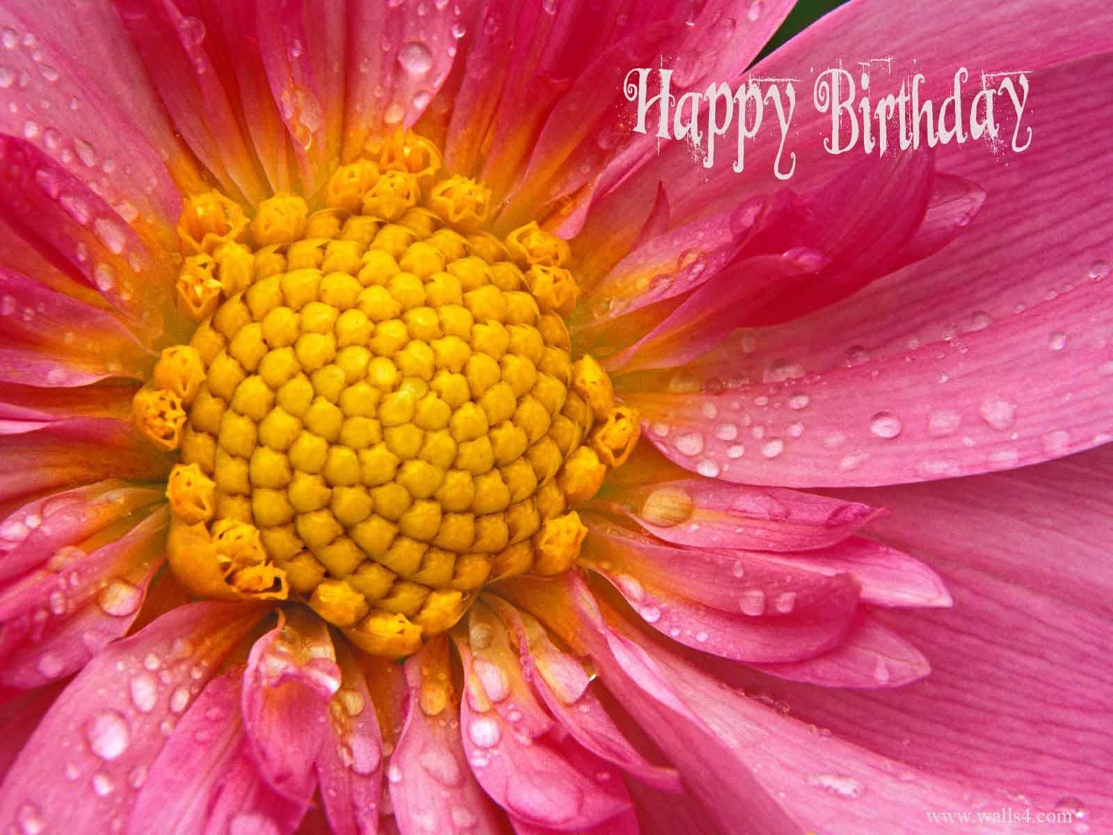 Happy Birthday Flower 桌布 壁紙 — 一朵充滿活力的粉紅色雛菊，金色花心閃爍著露珠，並帶有「Happy Birthday」文字疊加。