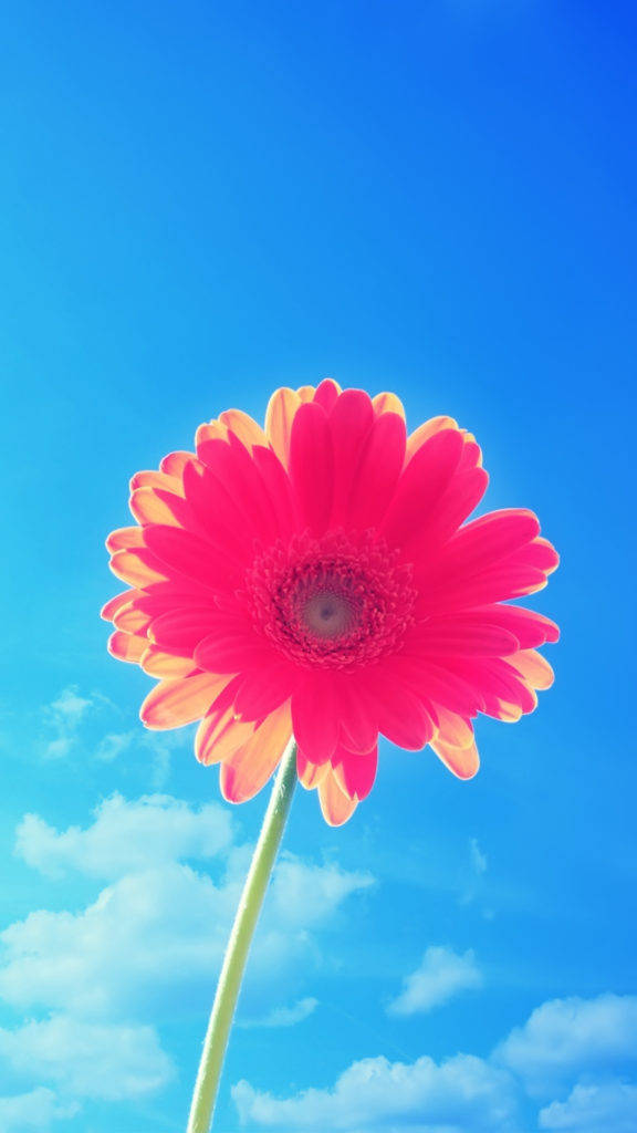 花 iPhone 桌布 壁紙 — 一朵充滿活力的粉紅色非洲菊雛菊，花瓣尖端呈橙色，在點綴著蓬鬆白雲的明亮藍天下高高聳立。