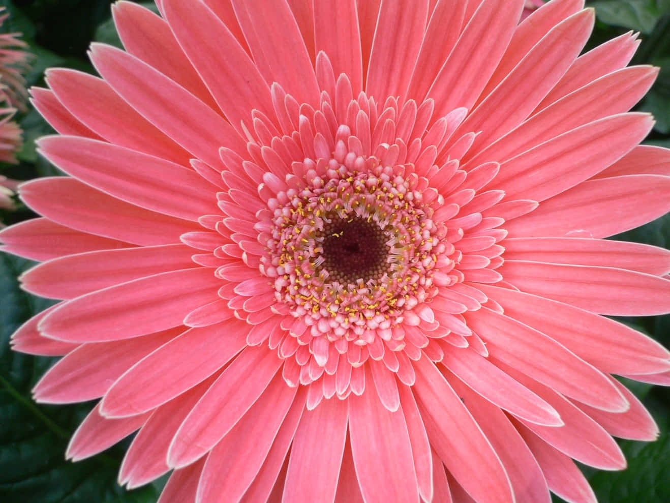 Daisy Flower 桌布 壁紙 — 一朵充滿活力的粉紅色非洲菊雛菊，花瓣精緻，中心有紋理，在茂盛的綠葉背景下盛開。
