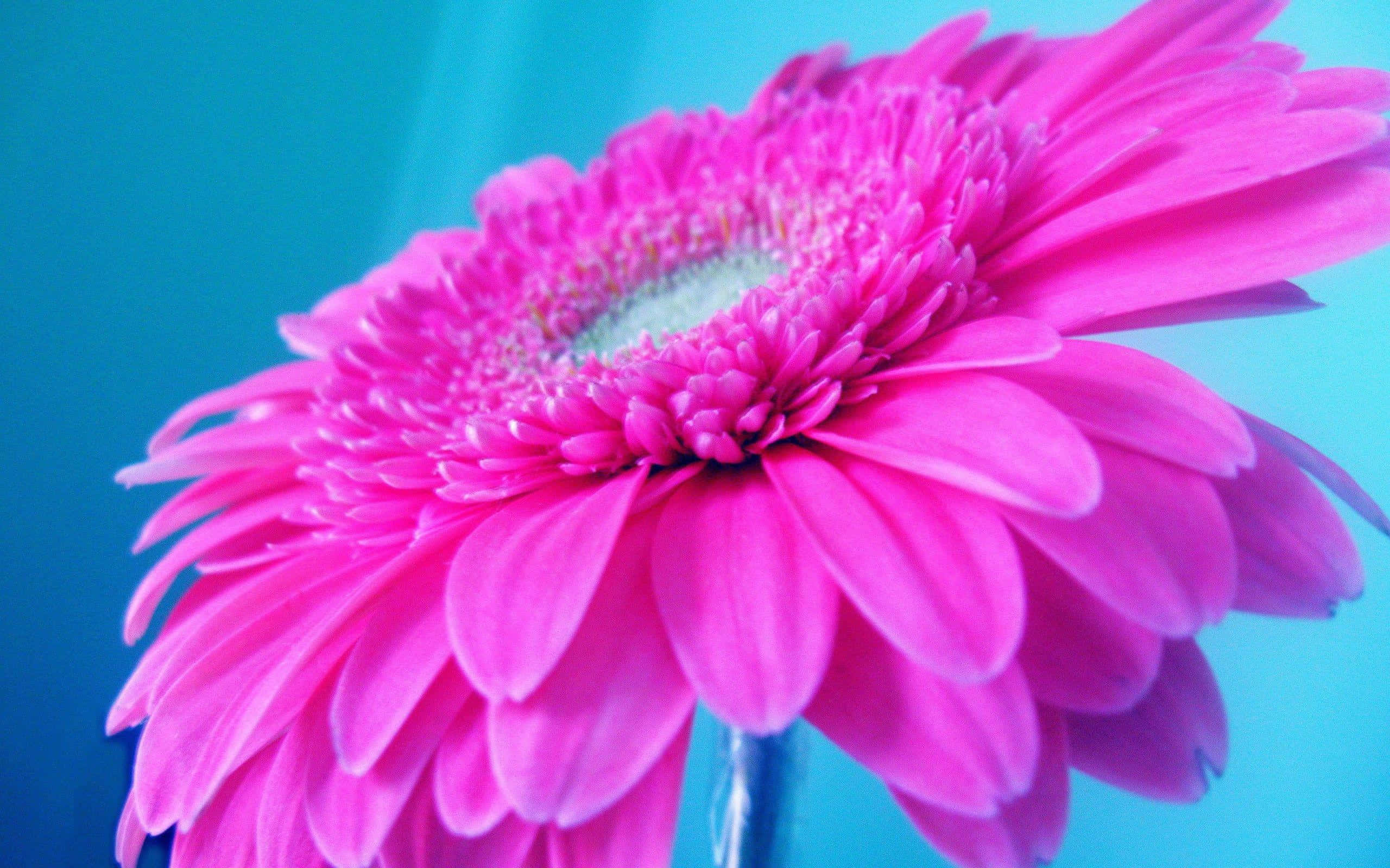 Cute Neon Pink 桌布 壁紙 — 一朵充滿活力的粉紅色非洲菊雛菊，帶有精緻的花瓣，在柔和的藍色漸變背景上綻放。