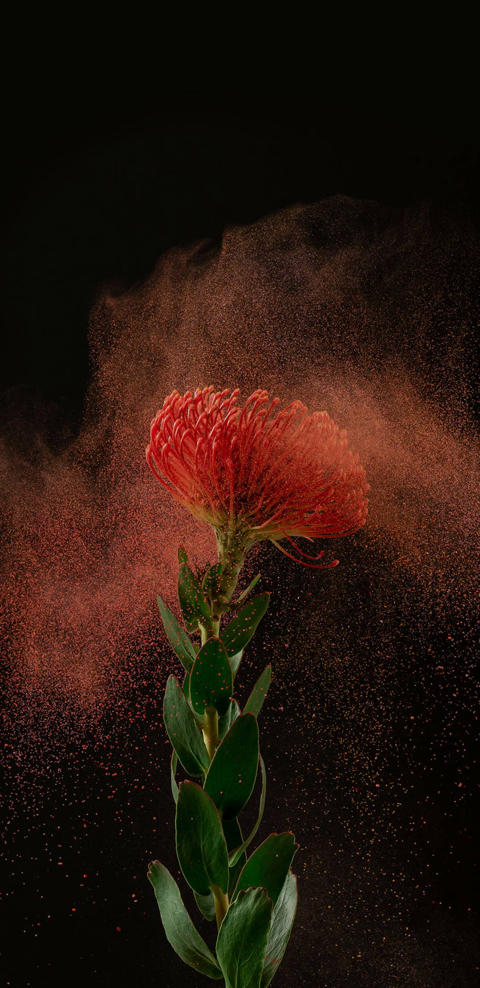 一朵帶有綠色莖的紅色花朵，在黑色背景下被漂浮的紅色粉末包圍。 — 2k GIF 壁紙