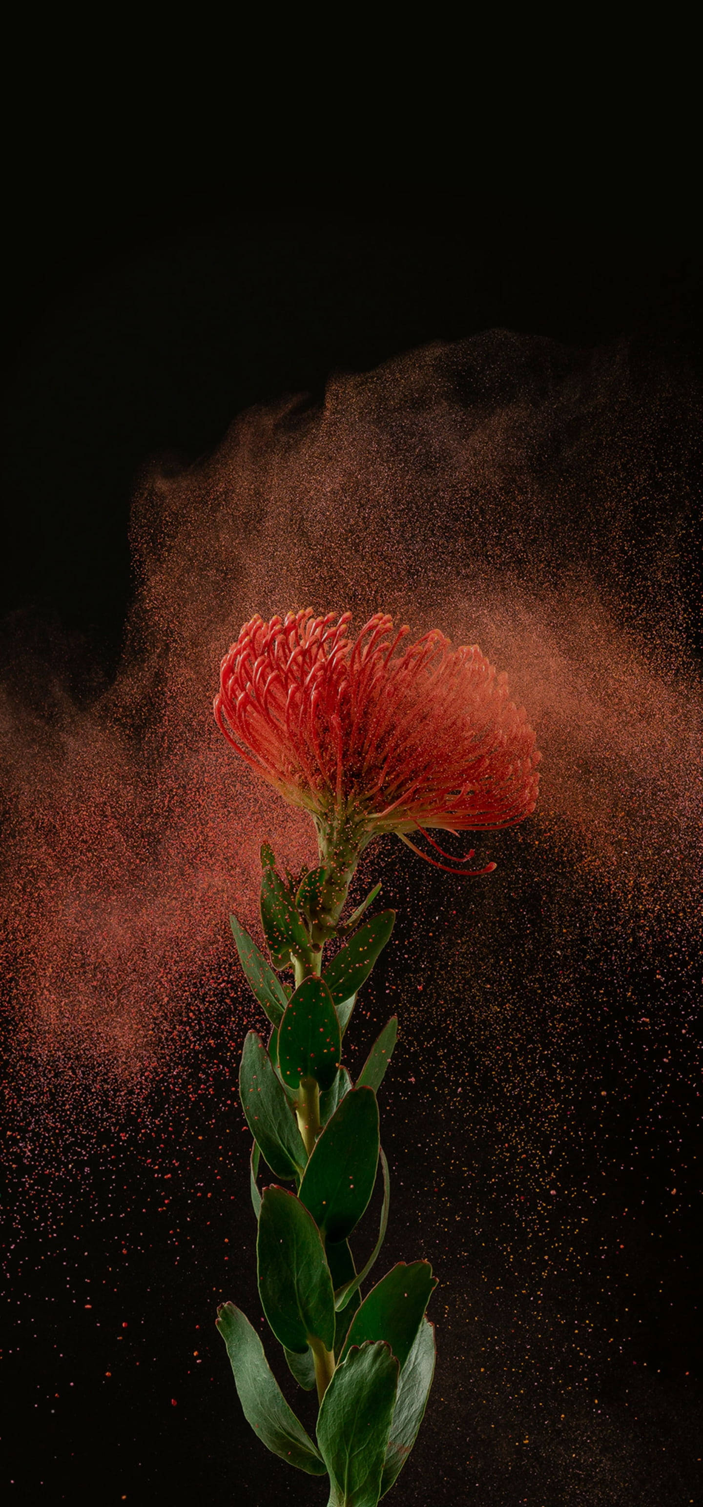 keren 桌布 壁紙 — 一朵充滿活力的紅花在黑色背景下爆發能量，紅色塵埃在周圍爆炸。