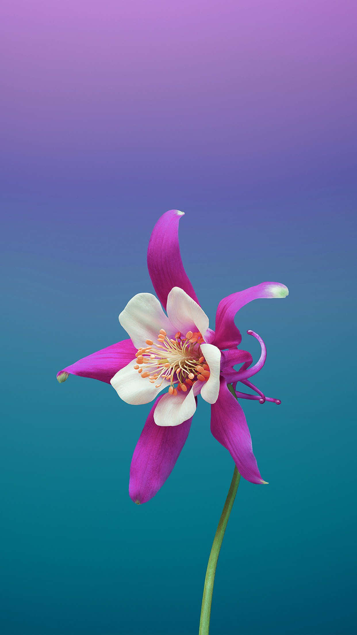 Flower Art 桌布 壁紙 — 一朵充滿活力的紫白色耬斗菜花在從紫色到藍綠色的漸變背景上綻放。