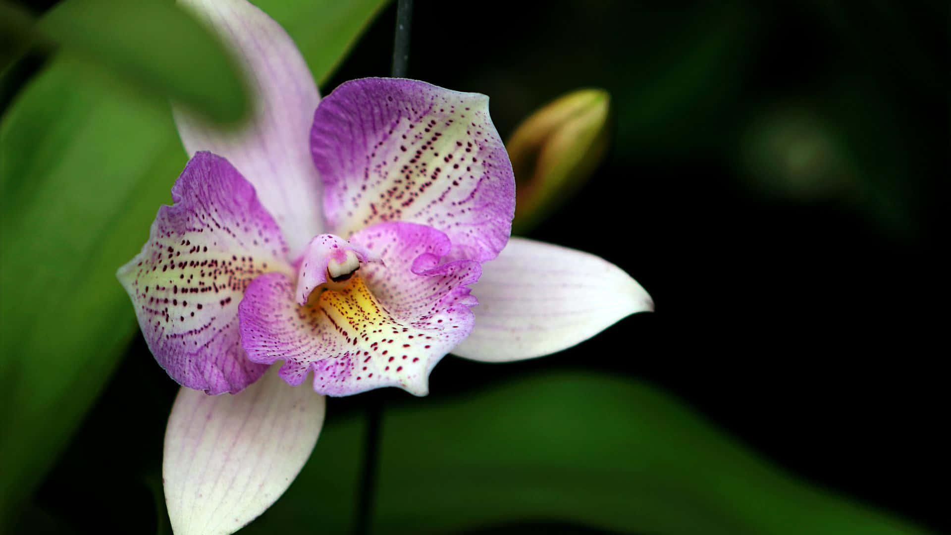 Orchids 桌布 壁紙 — 一朵充滿活力的紫白色蘭花特寫，帶有斑點的花瓣在深綠色模糊背景上發光。