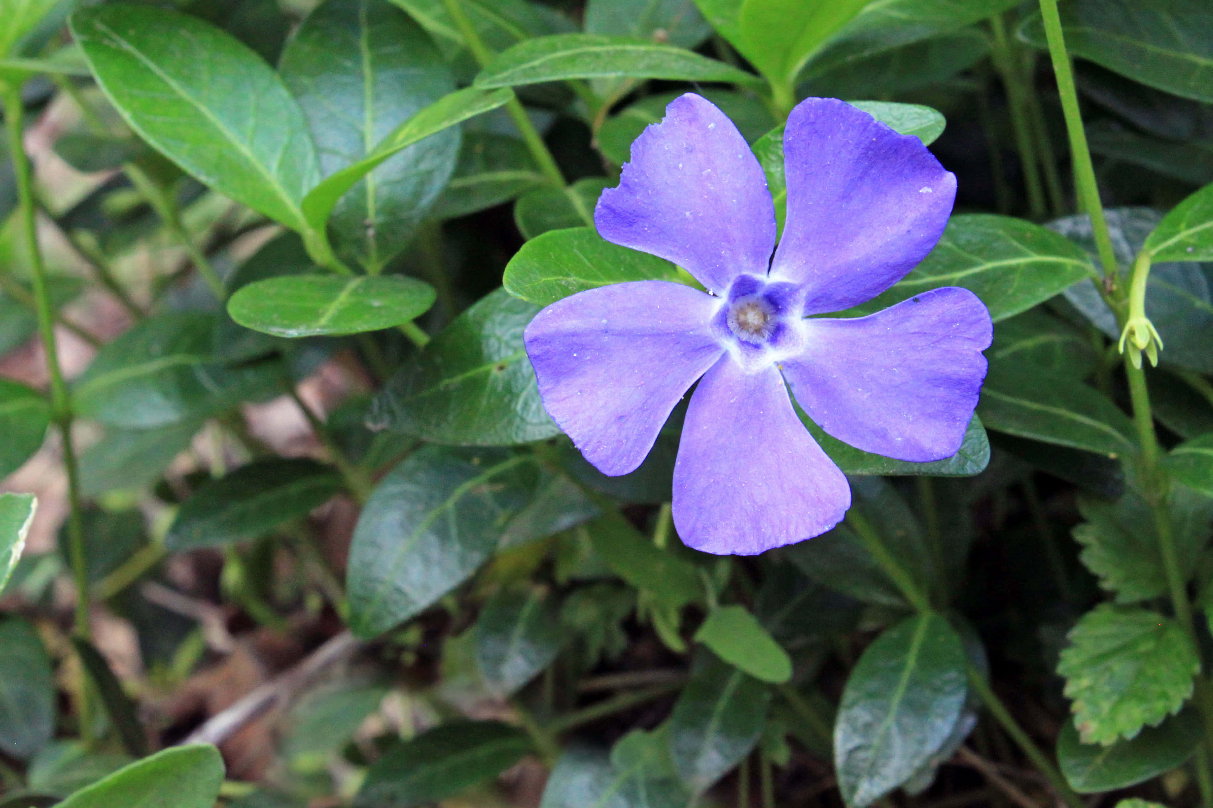 Periwinkle Blue 桌布 壁紙 — 一朵充滿活力的紫色五瓣花在自然花園環境中，在茂密的綠葉間盛開。
