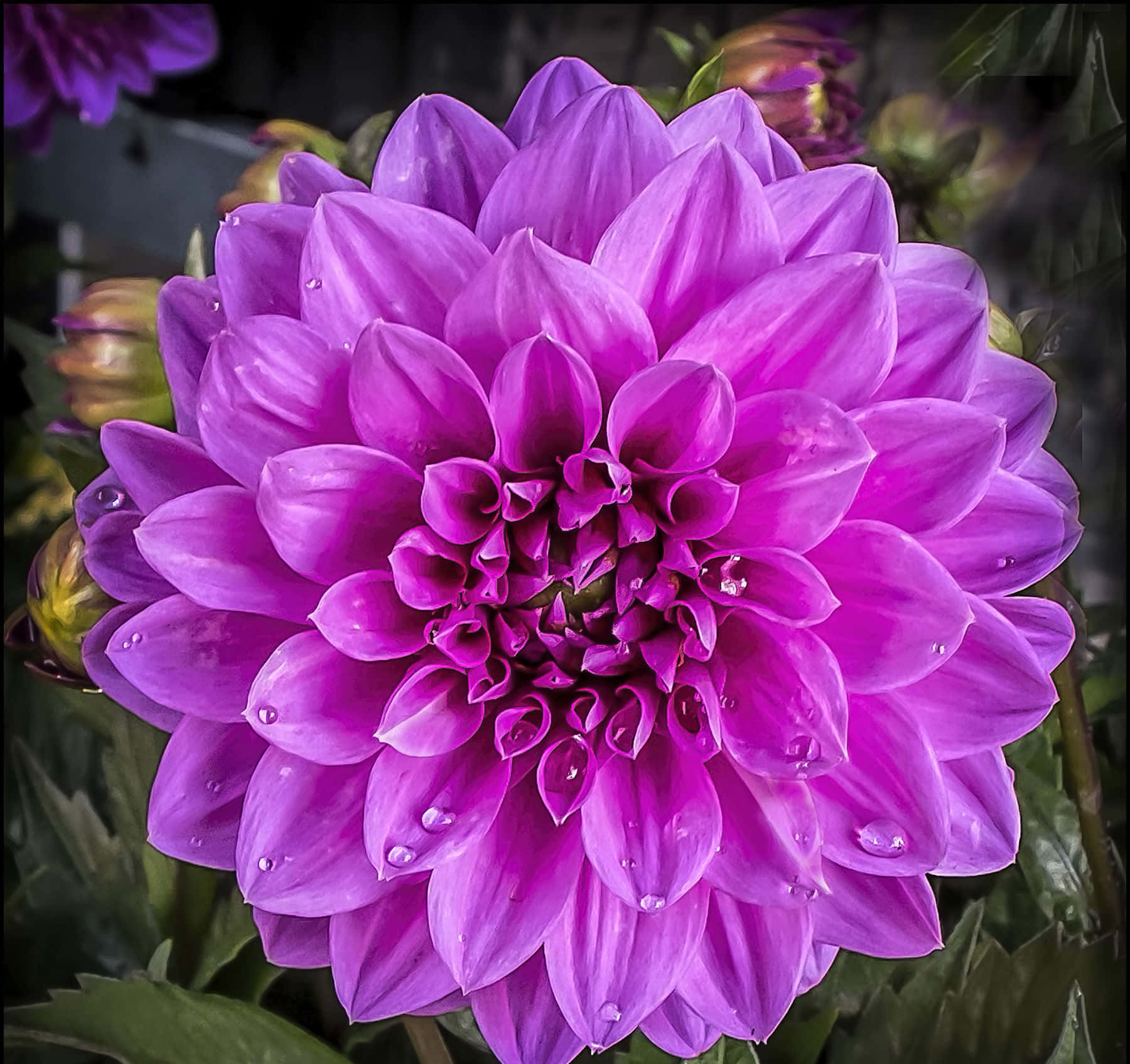 大理花 桌布 壁紙 — 一朵充滿活力的紫色大麗花，帶有露珠，在黑暗模糊的花園背景下閃閃發光。