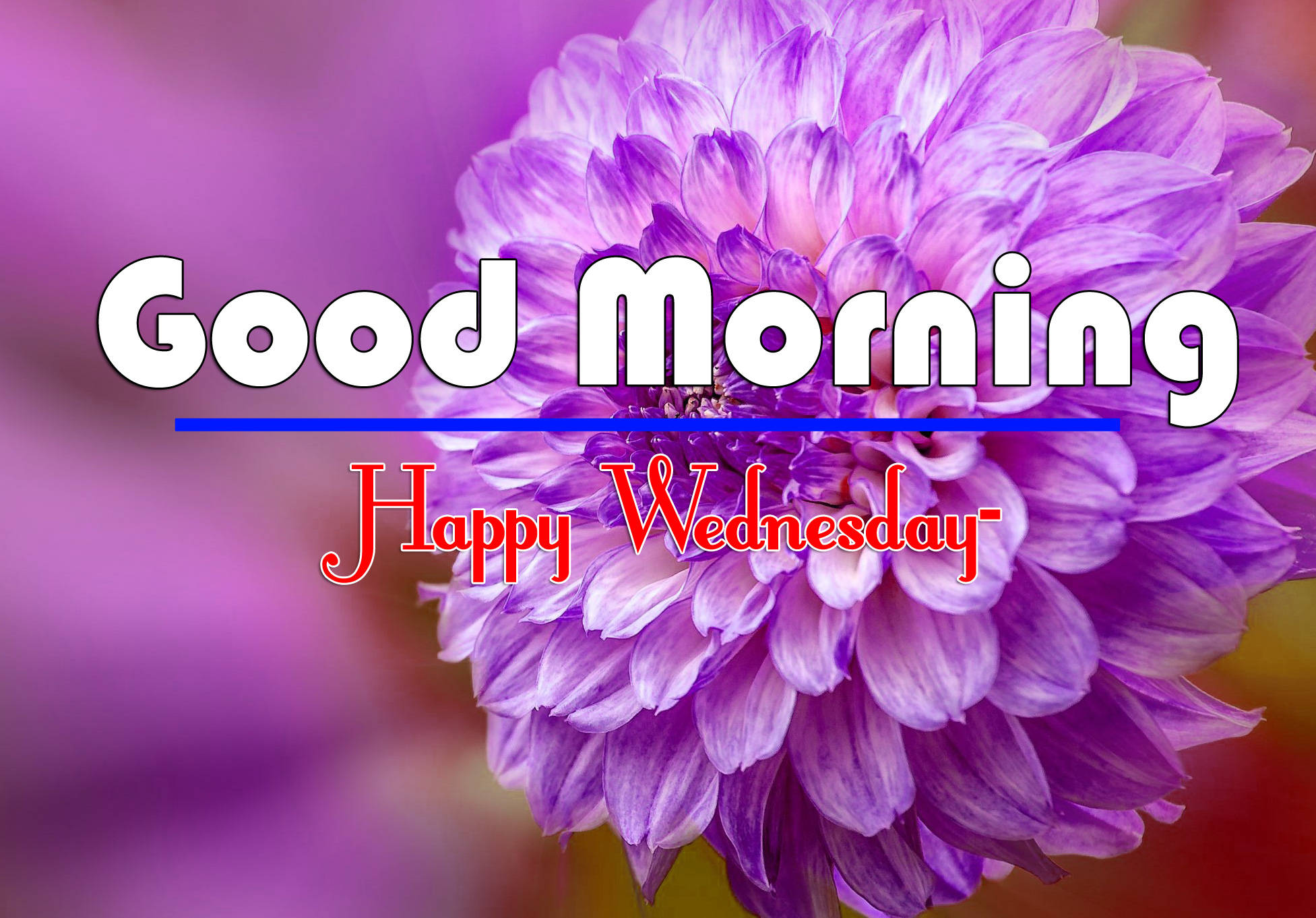 happy wednesday 桌布 壁紙 — 一朵充滿活力的紫色大麗花在模糊的紫色背景上柔和綻放，並帶有「早安，快樂星期三」的文字疊加。