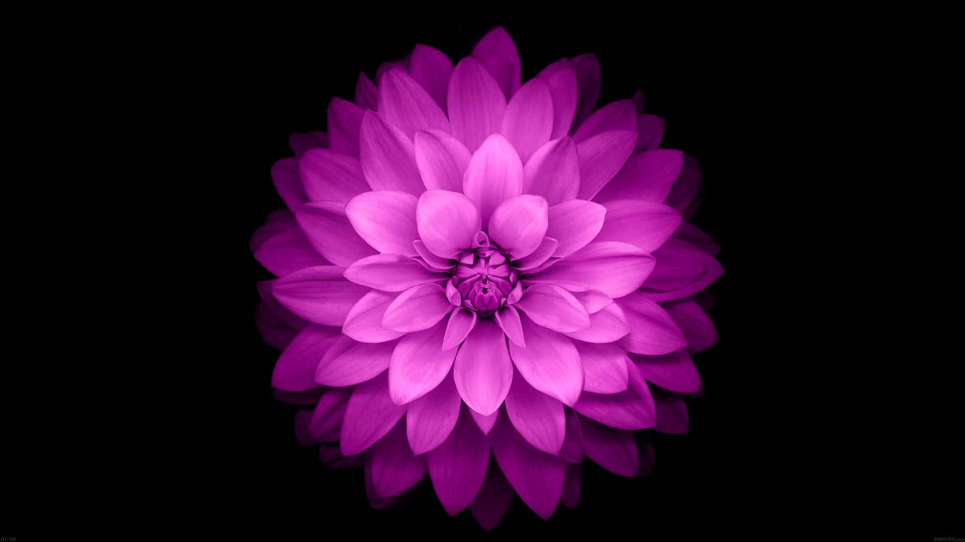 Simple Flower 桌布 壁紙 — 一朵充滿活力的紫色大麗花在純黑背景下盛開，柔和的光線凸顯其層層疊疊的花瓣。