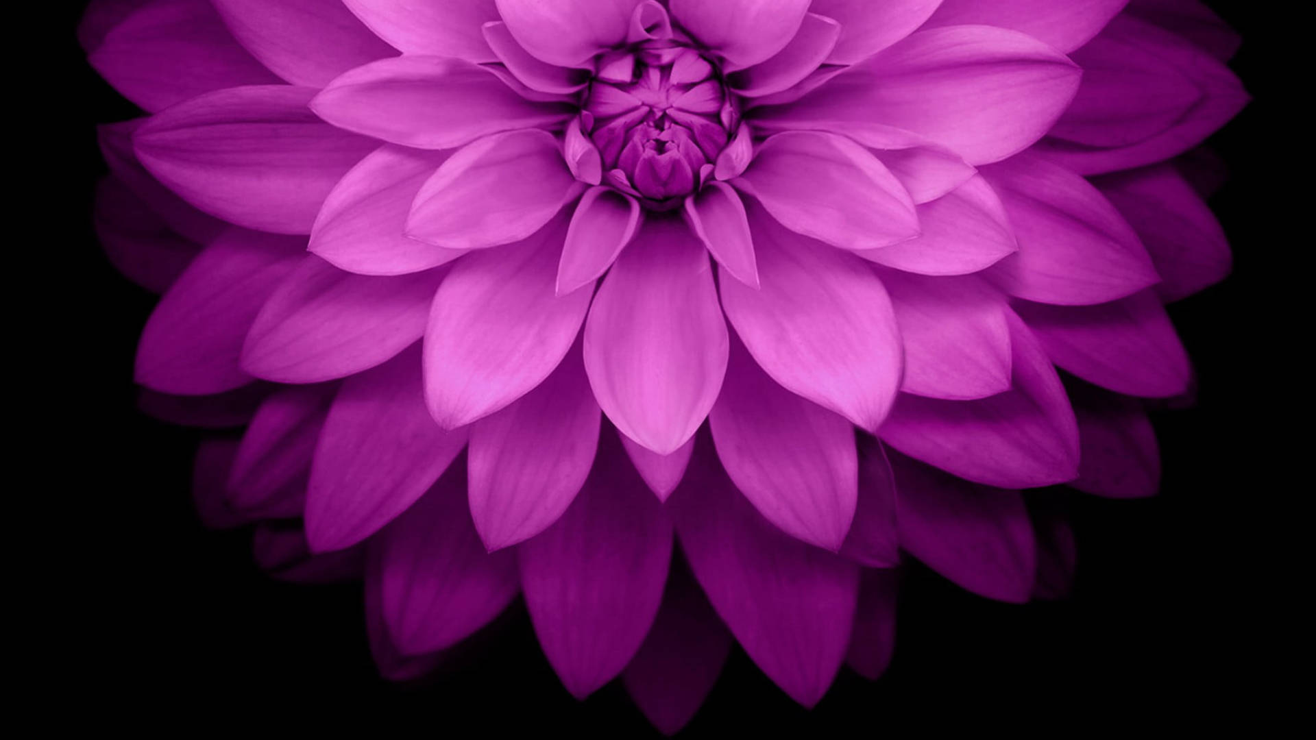 Dahlia 桌布 壁紙 — 一朵充滿活力的紫色大麗花在純黑背景上盛開，柔和陰影凸顯其層層疊疊的花瓣。