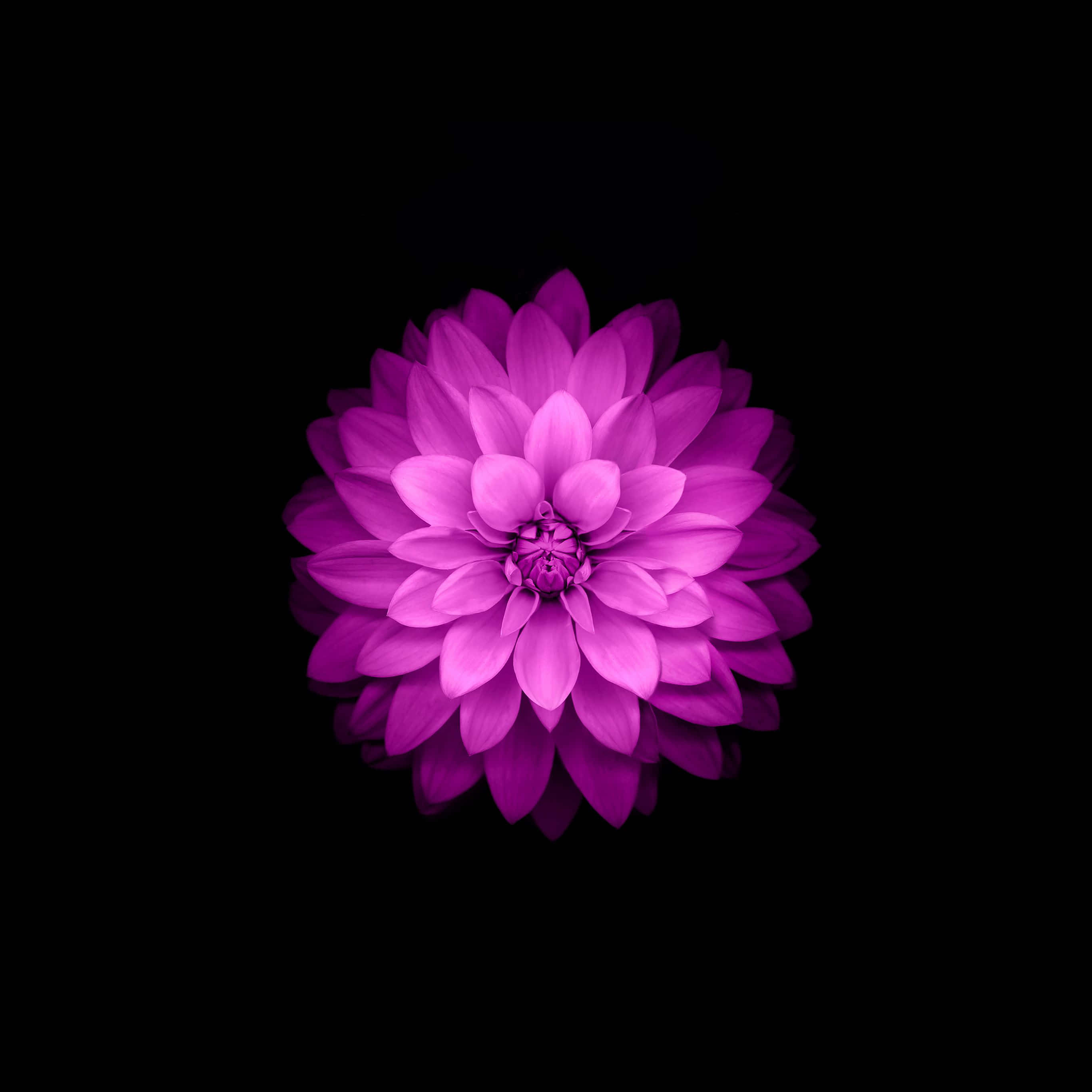 lotus 桌布 壁紙 — 一朵充滿活力的紫色大麗花在純黑背景上盛開，層層花瓣散發著強烈的色彩。