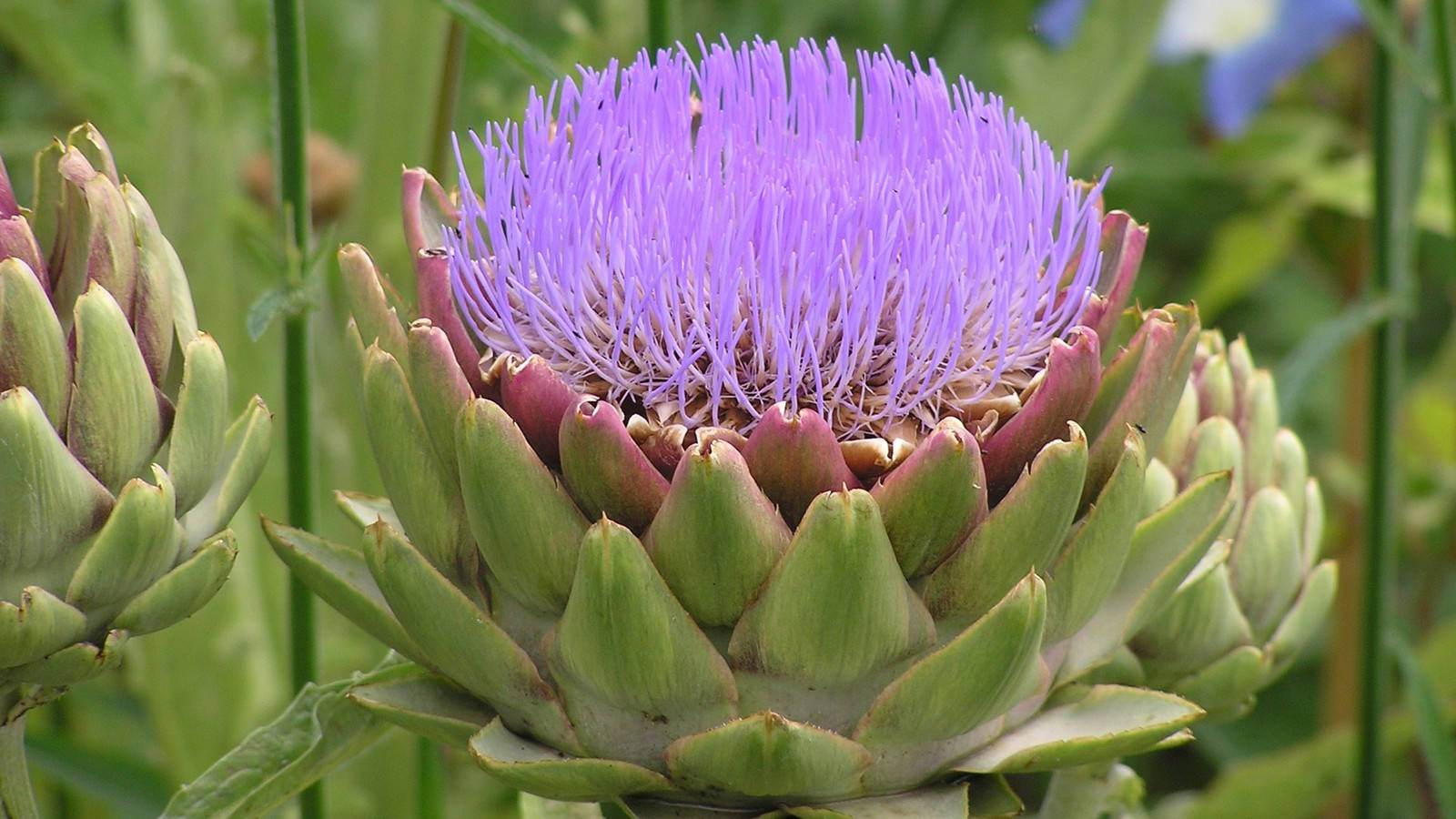 Purple Flower 桌布 壁紙 — 一朵充滿活力的紫色朝鮮薊花在茂盛的花園中盛開，帶有尖刺花瓣，長在綠葉之上。