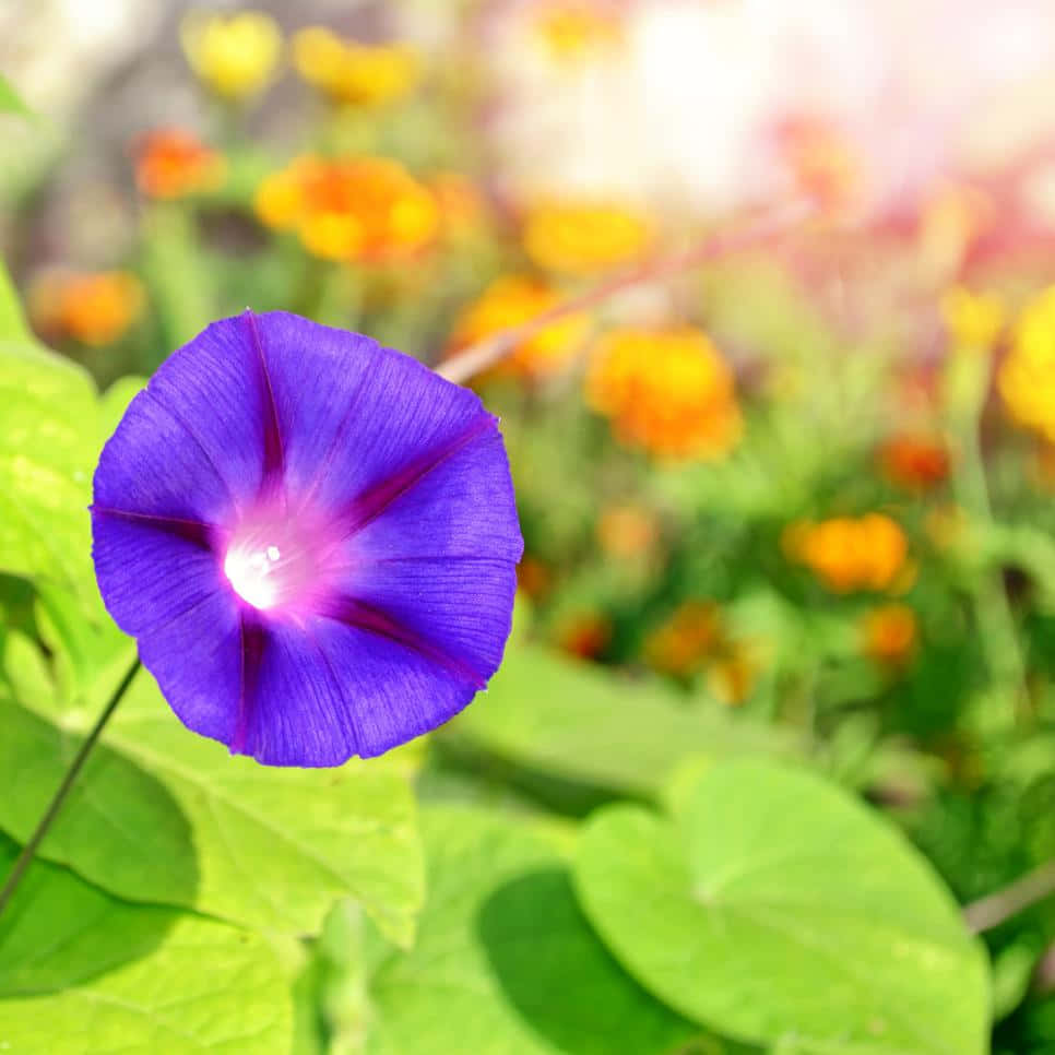 Purple Flower 桌布 壁紙 — 一朵充滿活力的紫色牽牛花在橙綠色葉片柔和模糊的花園背景下清晰綻放。