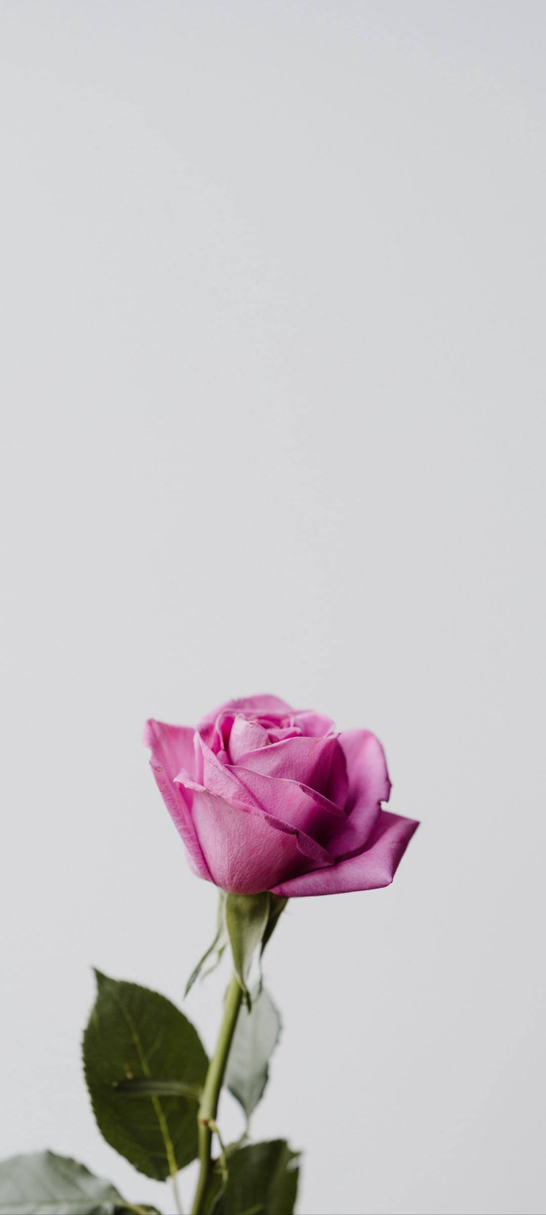 Pink Rose 桌布 壁紙 — 一朵充滿活力的紫色玫瑰，搭配綠色葉子，優雅地立在極簡的淺灰色背景上。