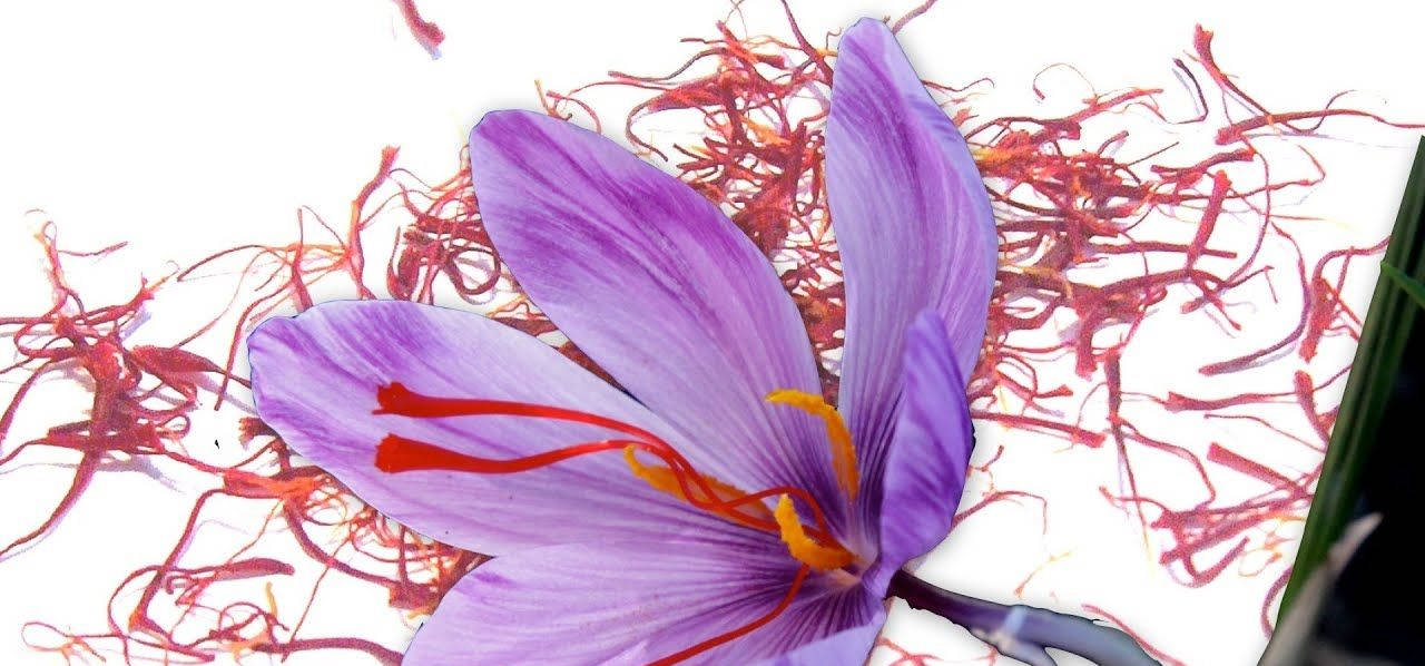 花 桌布 壁紙 — 一朵充滿活力的紫色番紅花，帶有亮橙色柱頭，躺在紅色番紅花絲上，背景為純白色。