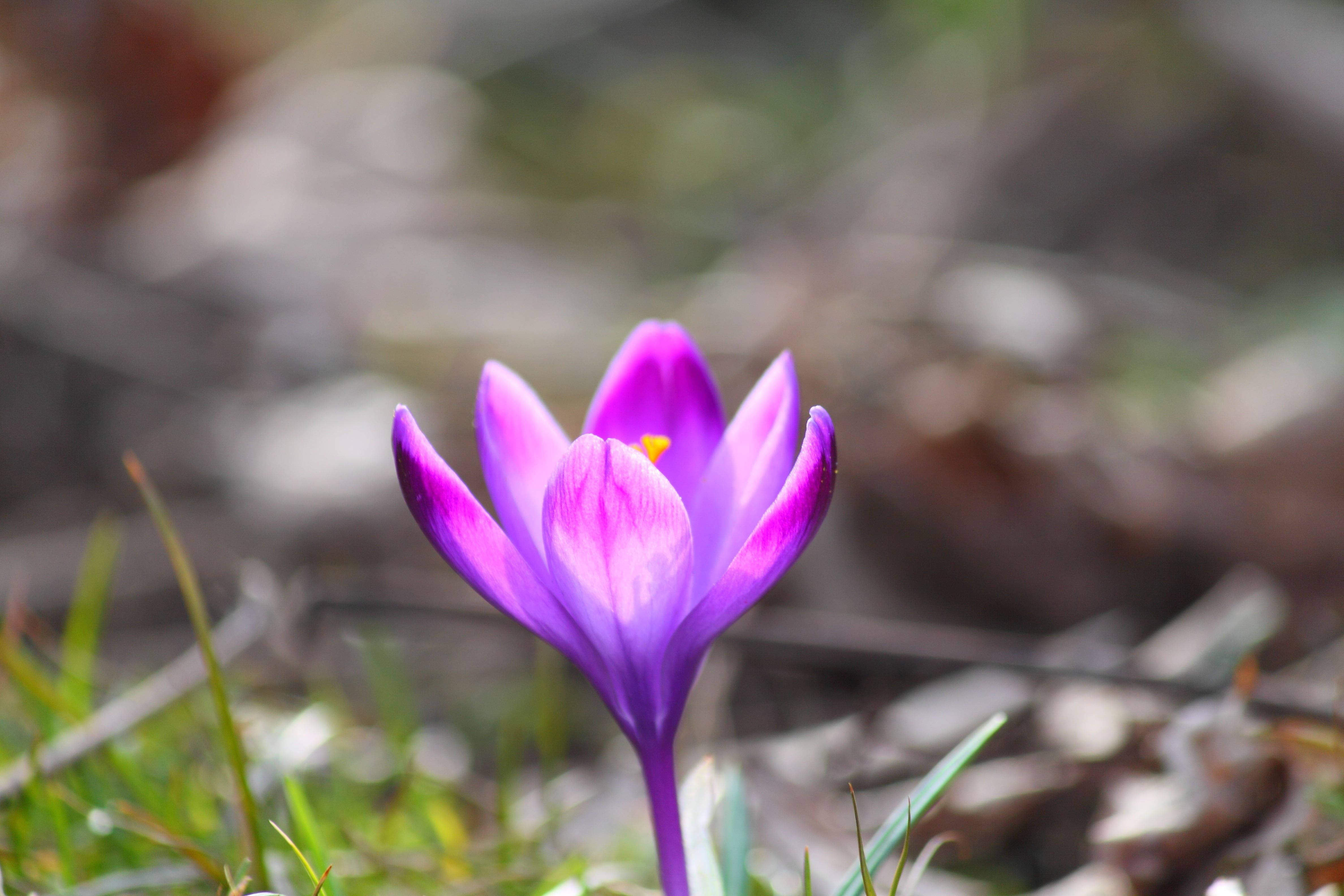 Saffron 桌布 壁紙 — 一朵充滿活力的紫色番紅花在綠草和模糊的泥土背景中細膩地綻放。