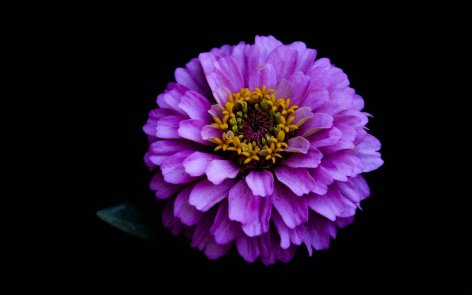 Dahlia 桌布 壁紙 — 一朵充滿活力的紫色百日菊，帶有黃色中心，在純黑色背景上綻放。