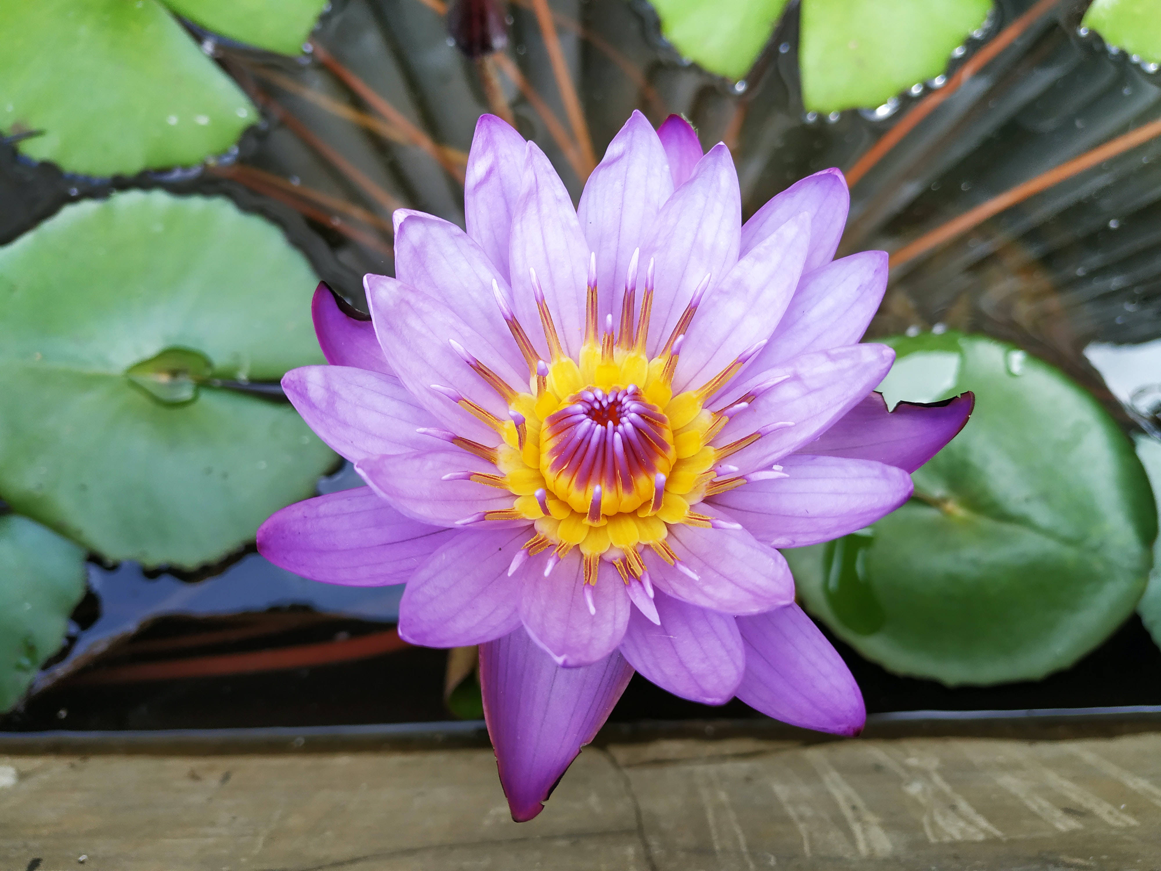 lotus 桌布 壁紙 — 一朵充滿活力的紫色睡蓮，帶有黃色中心，在平靜的水面上優雅地綻放在綠色睡蓮葉之間。