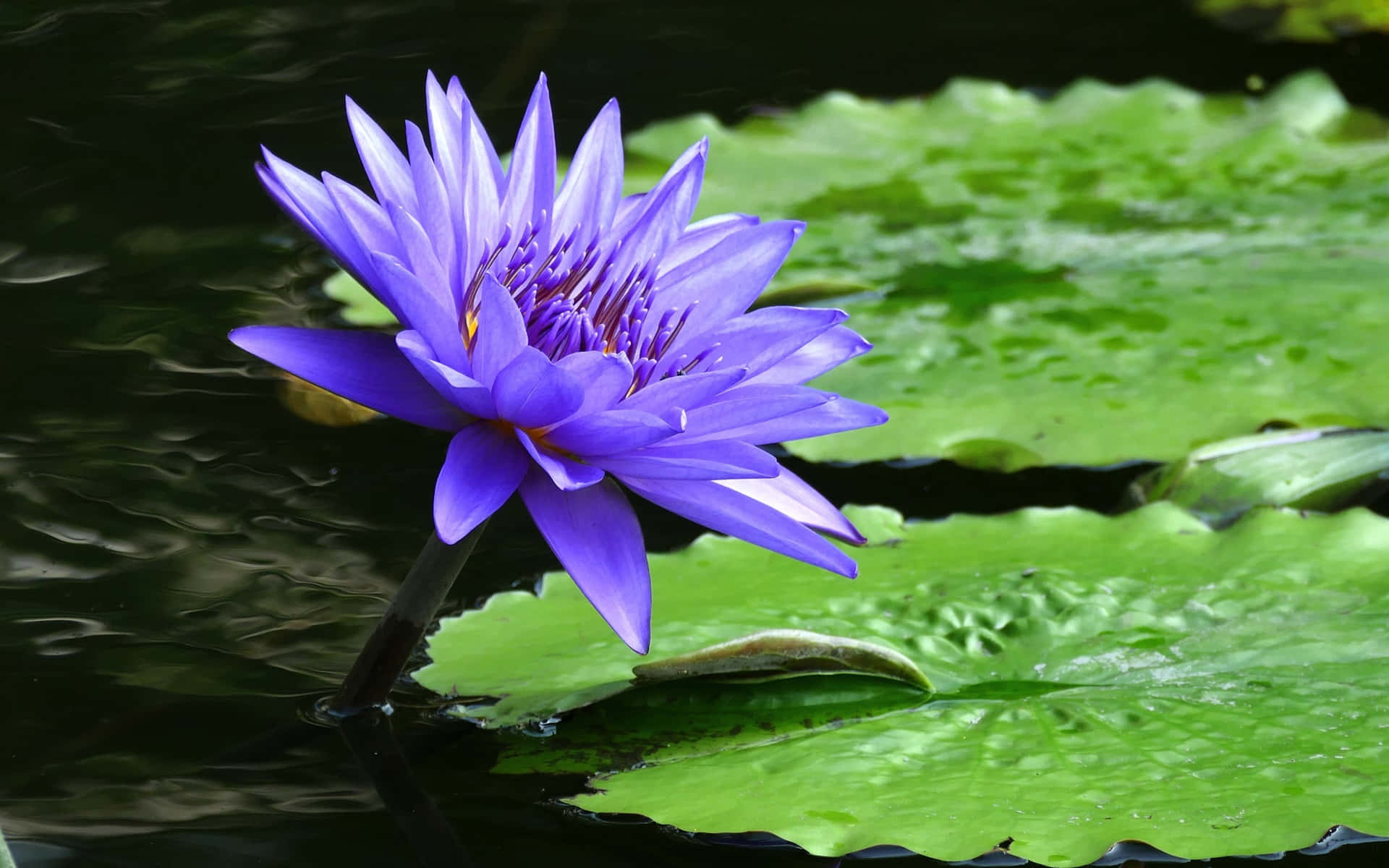Pond 桌布 壁紙 — 一朵充滿活力的紫色睡蓮在平靜的深色水面上，優雅地綻放在一片巨大的綠色荷葉上。