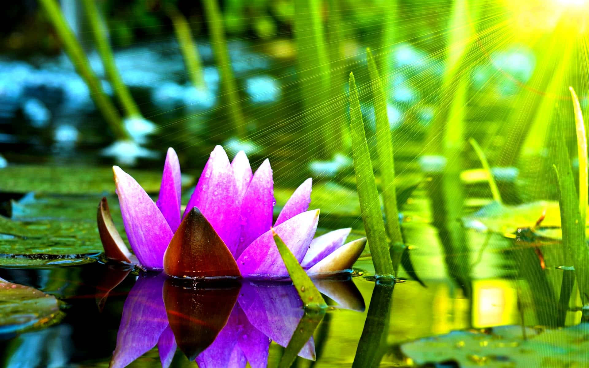 lily 桌布 壁紙 — 一朵充滿活力的紫色睡蓮在陽光明媚的池塘上盛開，耀眼的光線穿過茂密的綠色蘆葦。