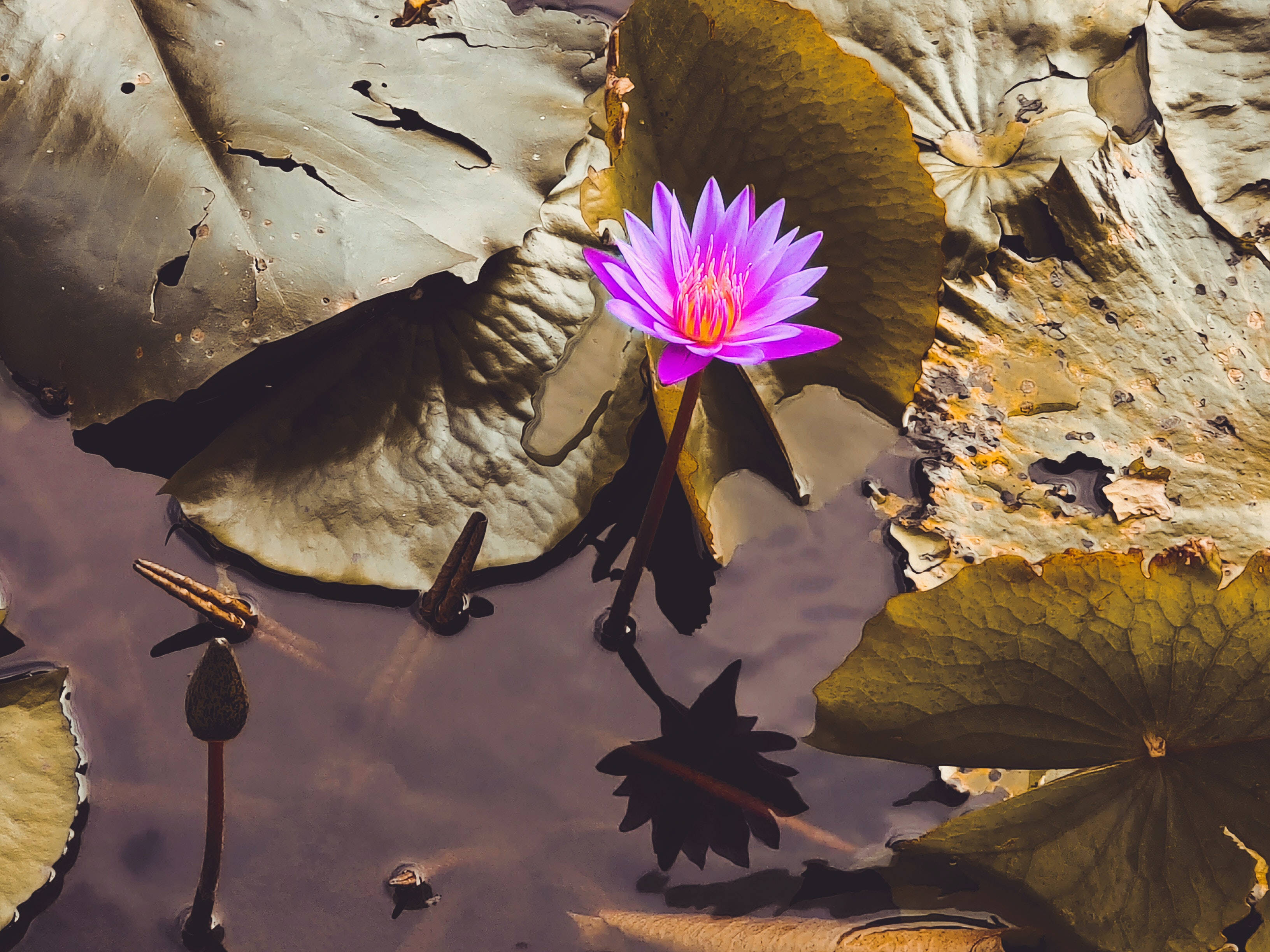 lotus 桌布 壁紙 — 一朵充滿活力的紫色睡蓮在靜止的水面上，在風化的睡蓮葉上盛開，水面倒映著它的輪廓。