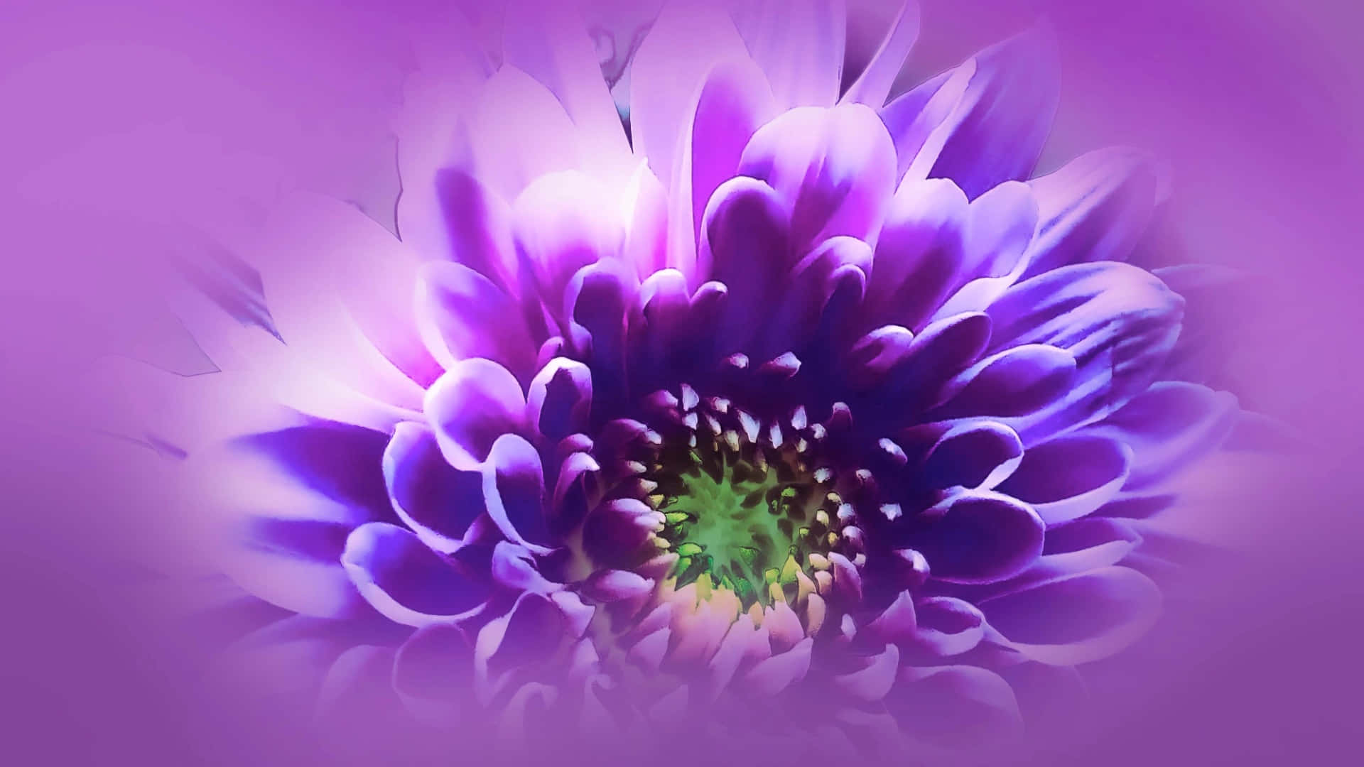 1920 X 1080 Flower 桌布 壁紙 — 一朵充滿活力的紫色花朵，帶有層層花瓣和綠色中心，在柔和的紫色漸變背景上綻放。