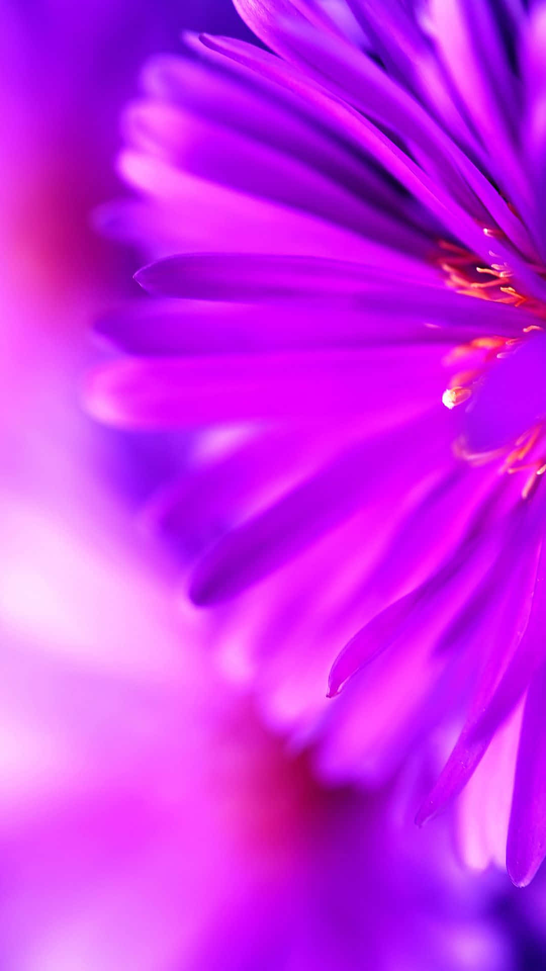 Purple Flower 桌布 壁紙 — 一朵充滿活力的紫色花朵，帶有精緻的花瓣和柔和的模糊背景，營造出夢幻般的特寫。