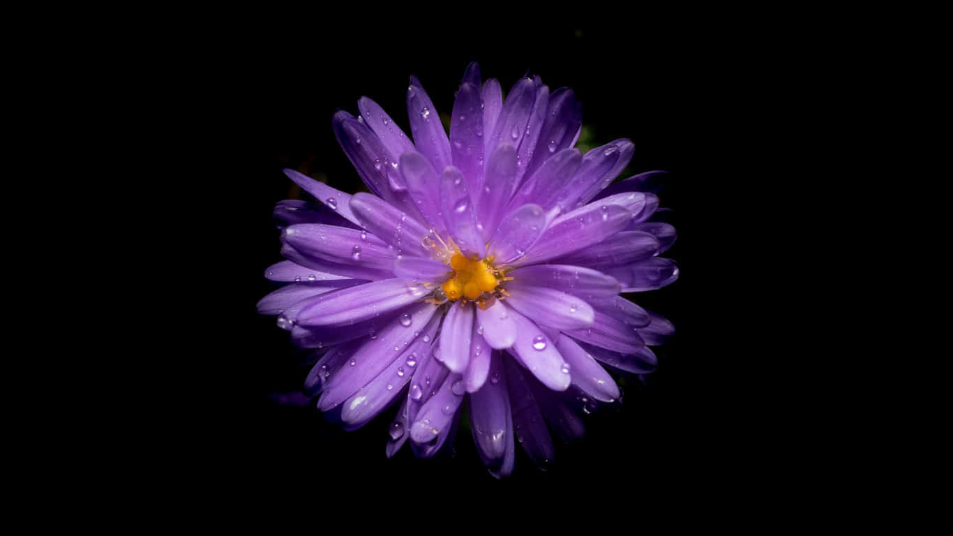 Purple Flower 桌布 壁紙 — 一朵充滿活力的紫色花朵，帶有露珠，在純黑背景上閃閃發光。